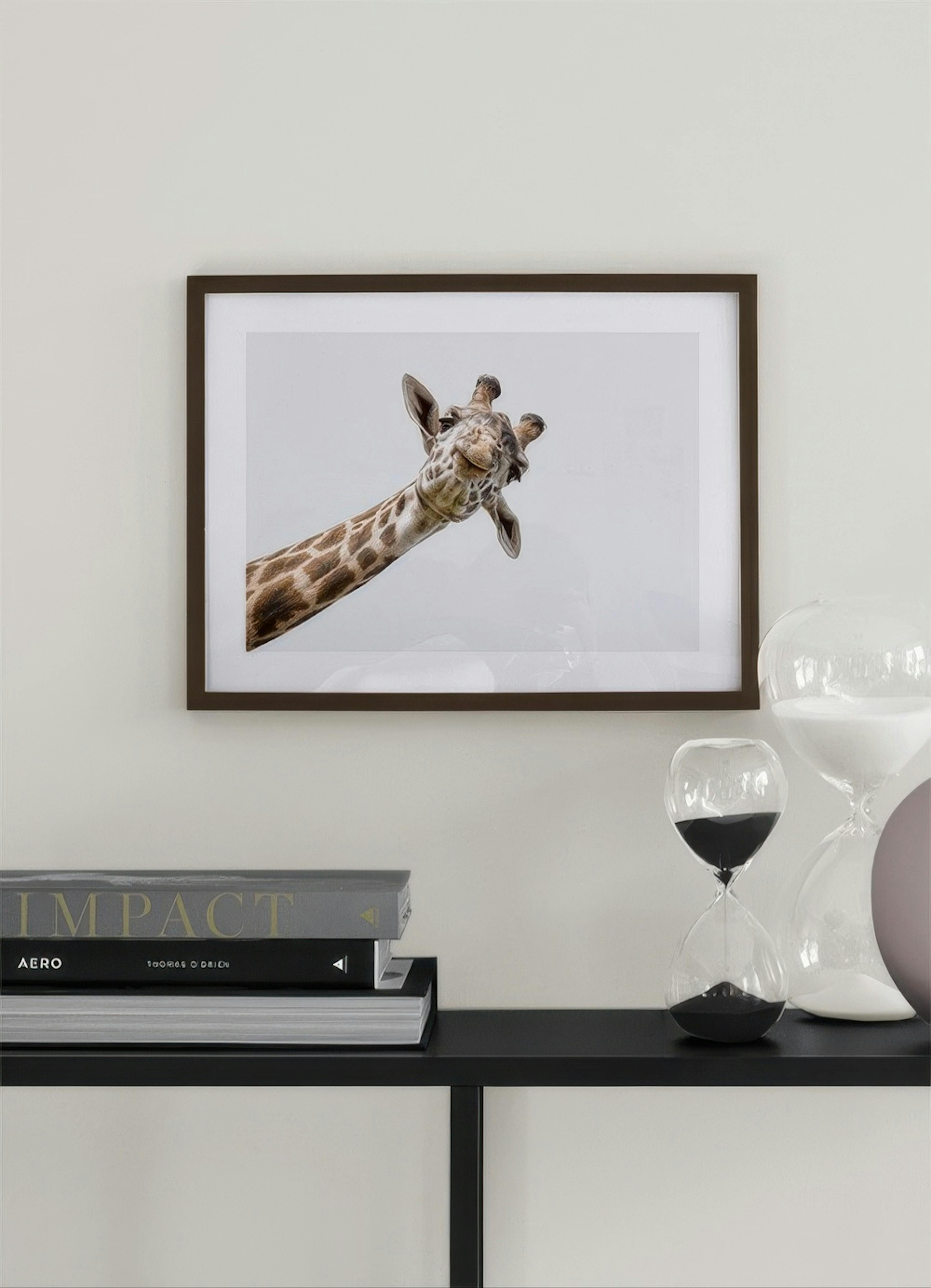 Curious Giraffe Poster