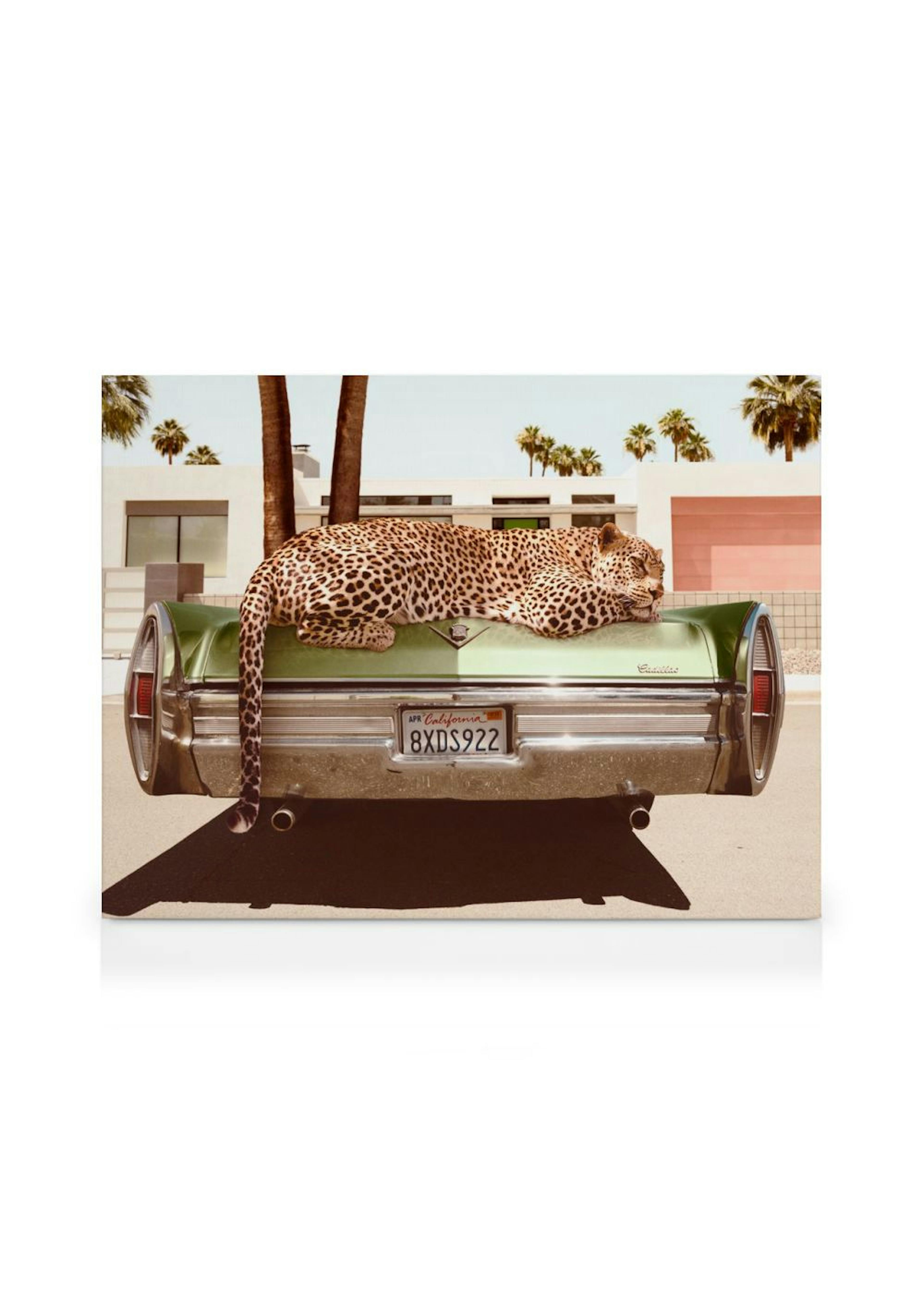 Chilling Leopard Canvas