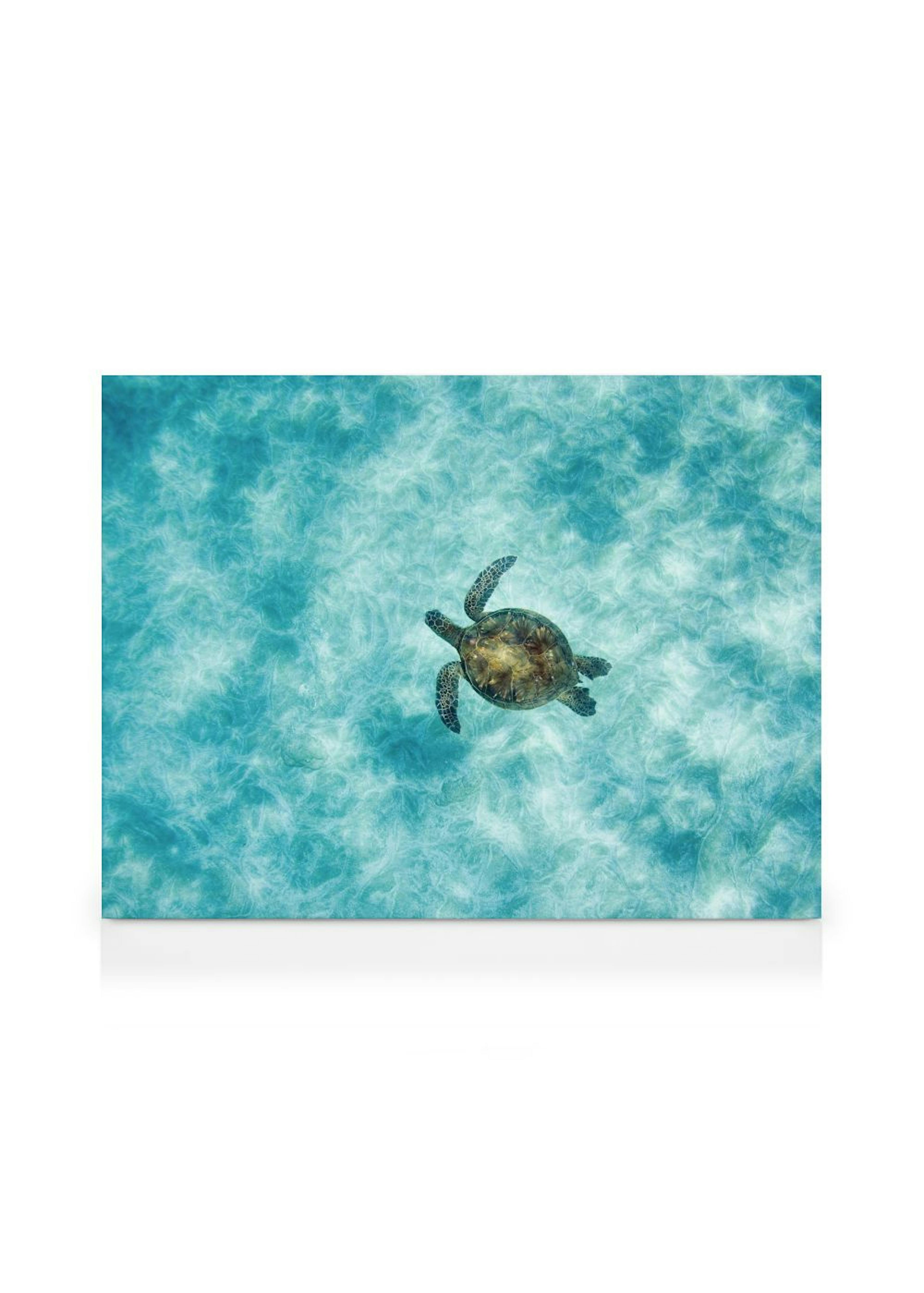 Green Sea Turtle Canvas print