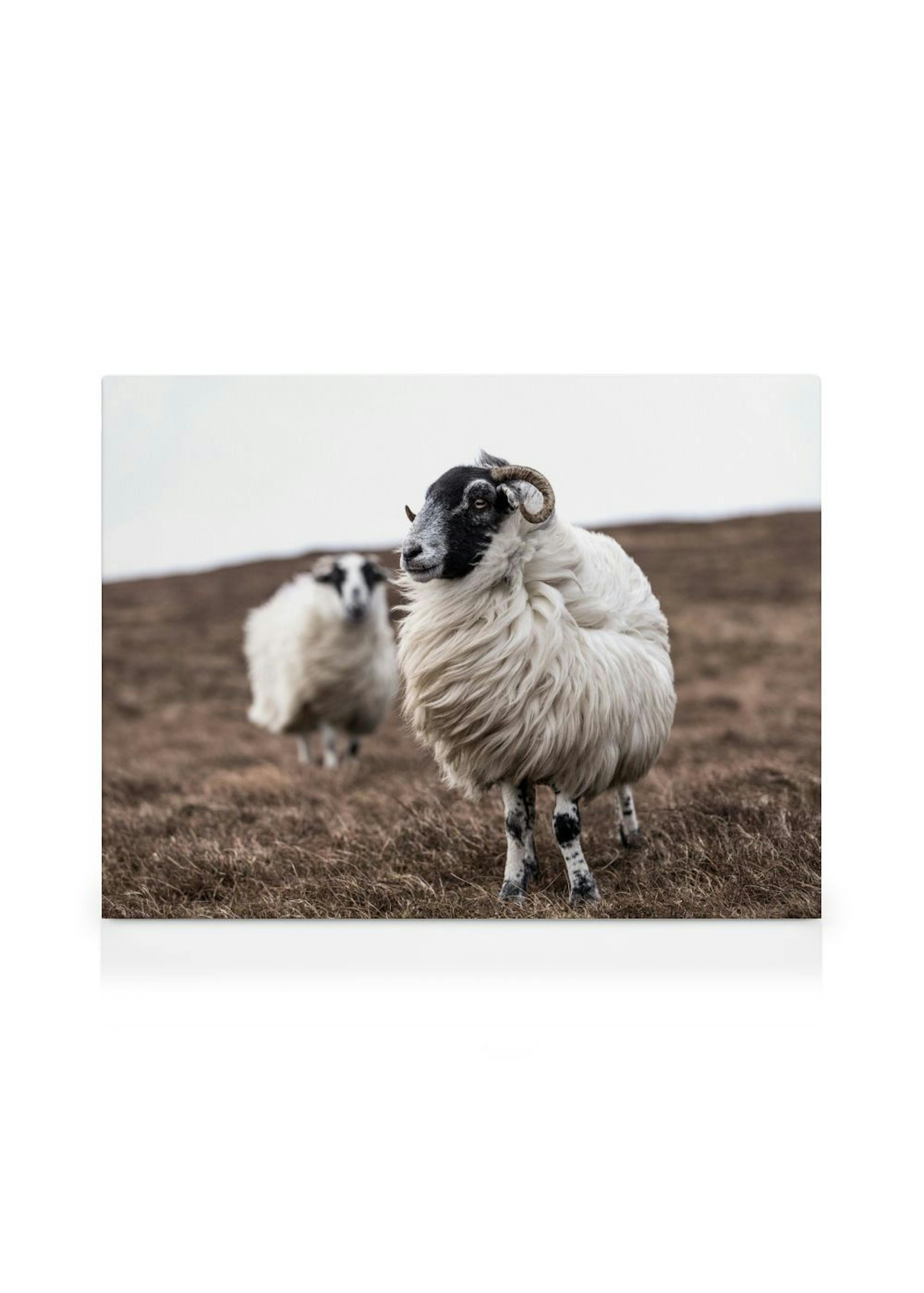 Sheep Lerret