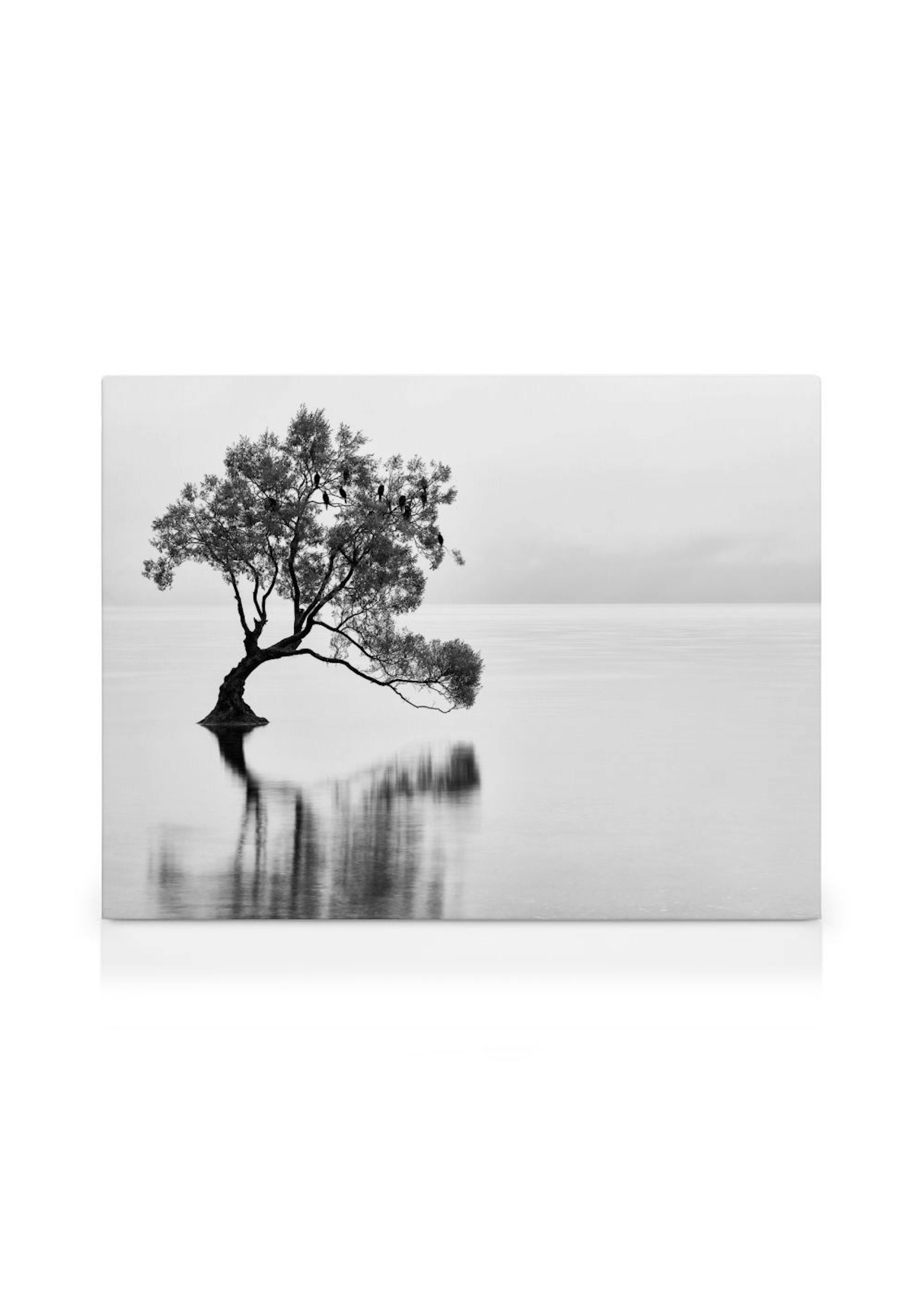Lonely Wanaka Tree Canvas