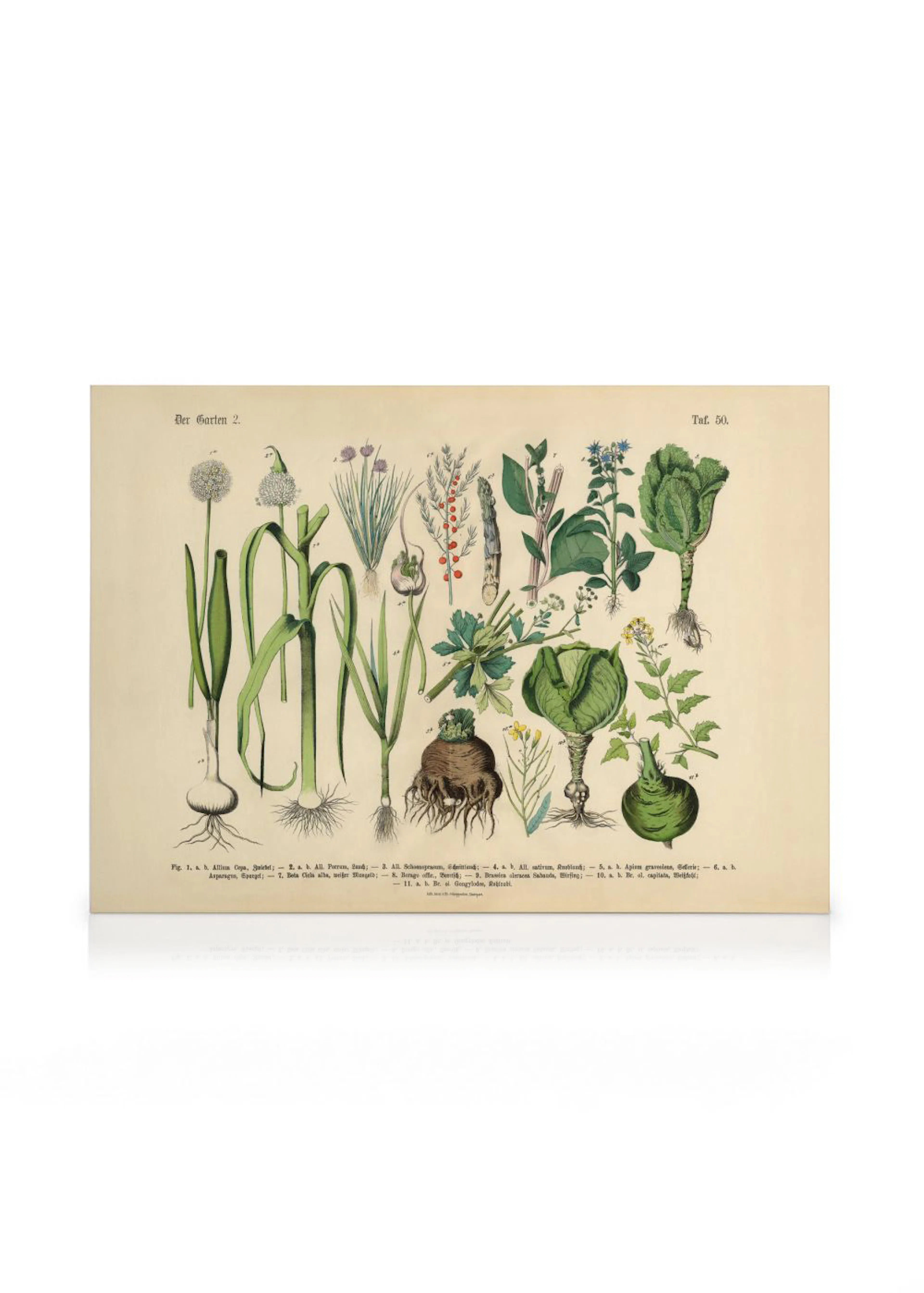 Botaniczny rysunek na płótnie roślin z korzeniami, liśćmi i kwiatami, w stylu vintage, zielono-beżowy. Dekoracja ścienna.