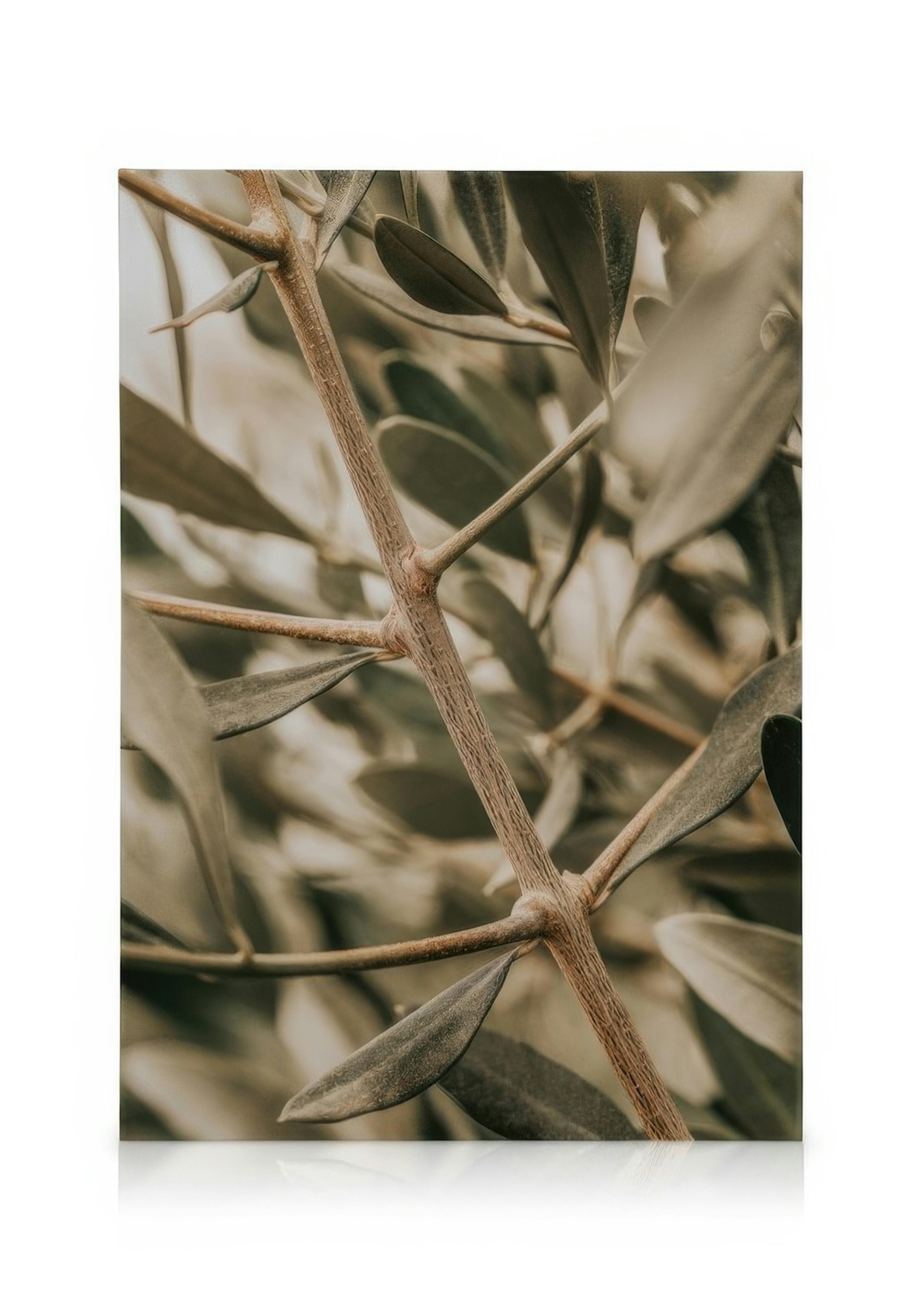 Detailed Olive Branch Poster