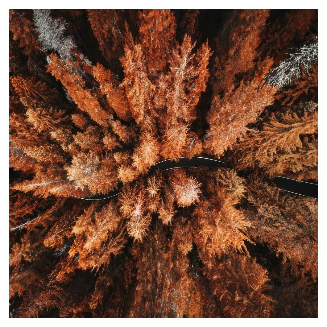 Autumn Colors Poster (50x50 cm)- Natureza