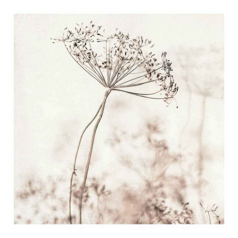Poster fotografico di un fiore secco beige con petali a ombrello e steli sottili, stile botanico.