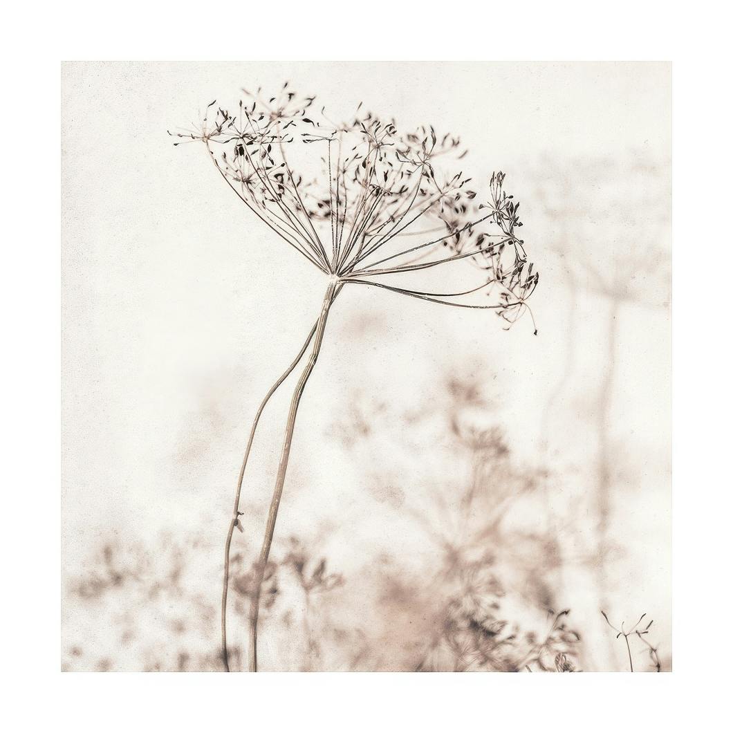Beige Dried Flower Poster (50x50 cm) -  Poster mit Blumenmotiven