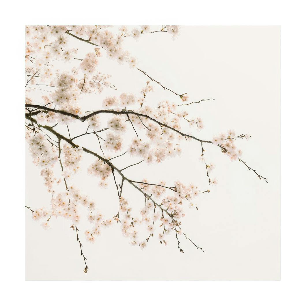 Cherry Blossom Poster (50x50 cm) - Bloemen