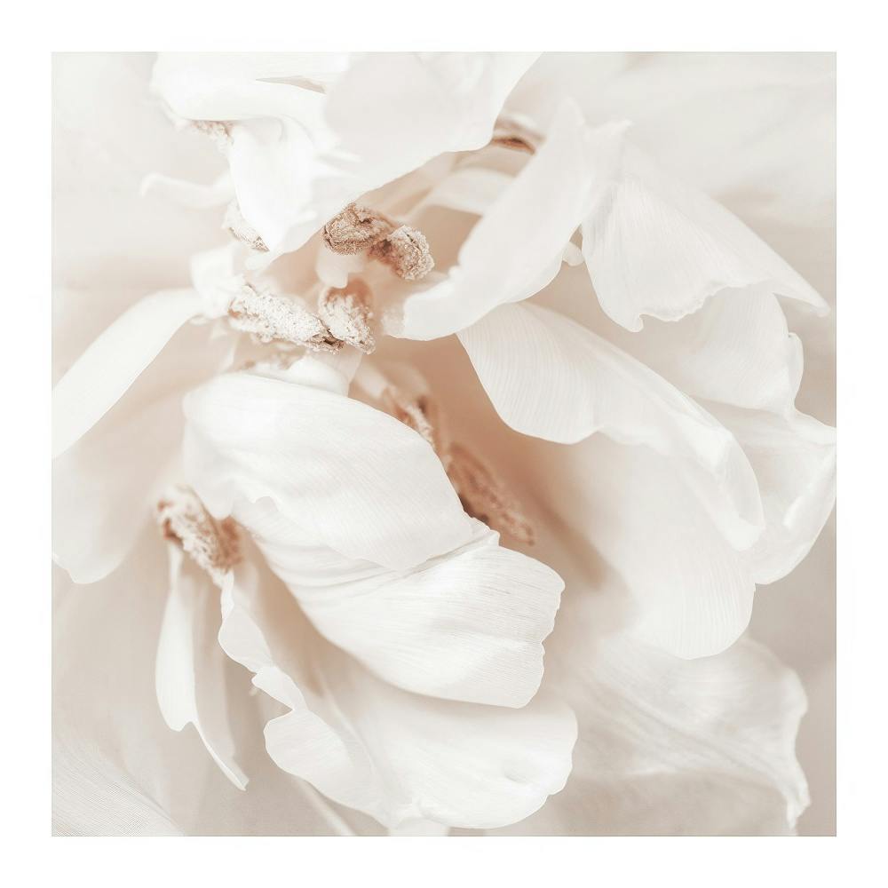 Affiche de photographie en gros plan dune fleur blanche aux pétales délicats et aux pistils visibles, créant un effet romantique
