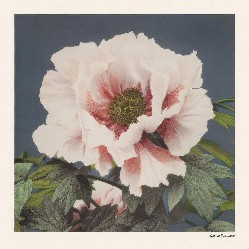 Affiche fleur de pivoine rose pâle et rouge par Ogawa Kazumasa, avec des feuilles vertes et un fond bleu foncé.