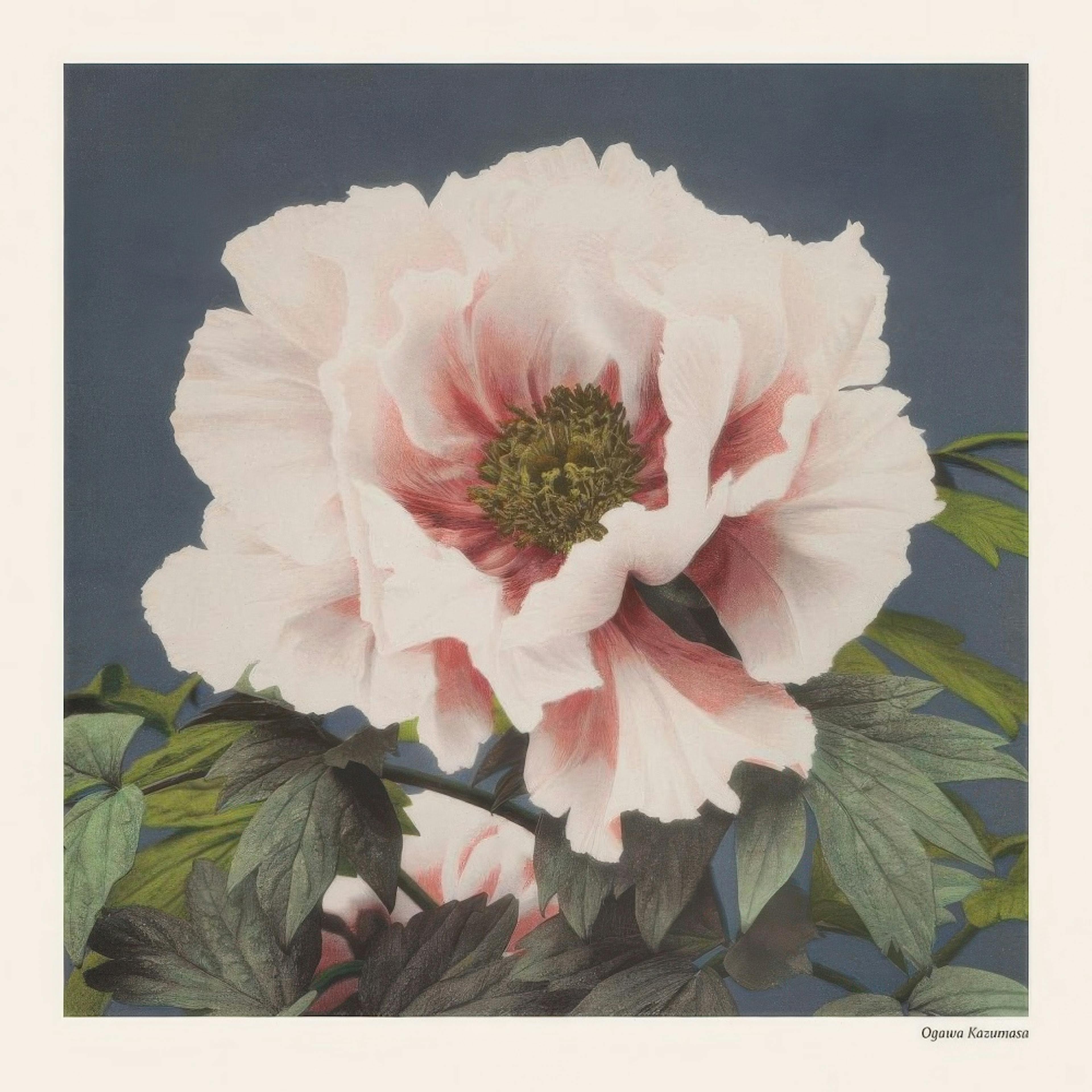 Ogawa Kazumasa - Tree Peony Affiche 0