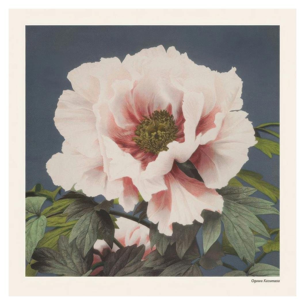 Ogawa Kazumasa - Tree Peony Plakat (50x50 cm) - Plakater > Malerier fra kjente kunstnere