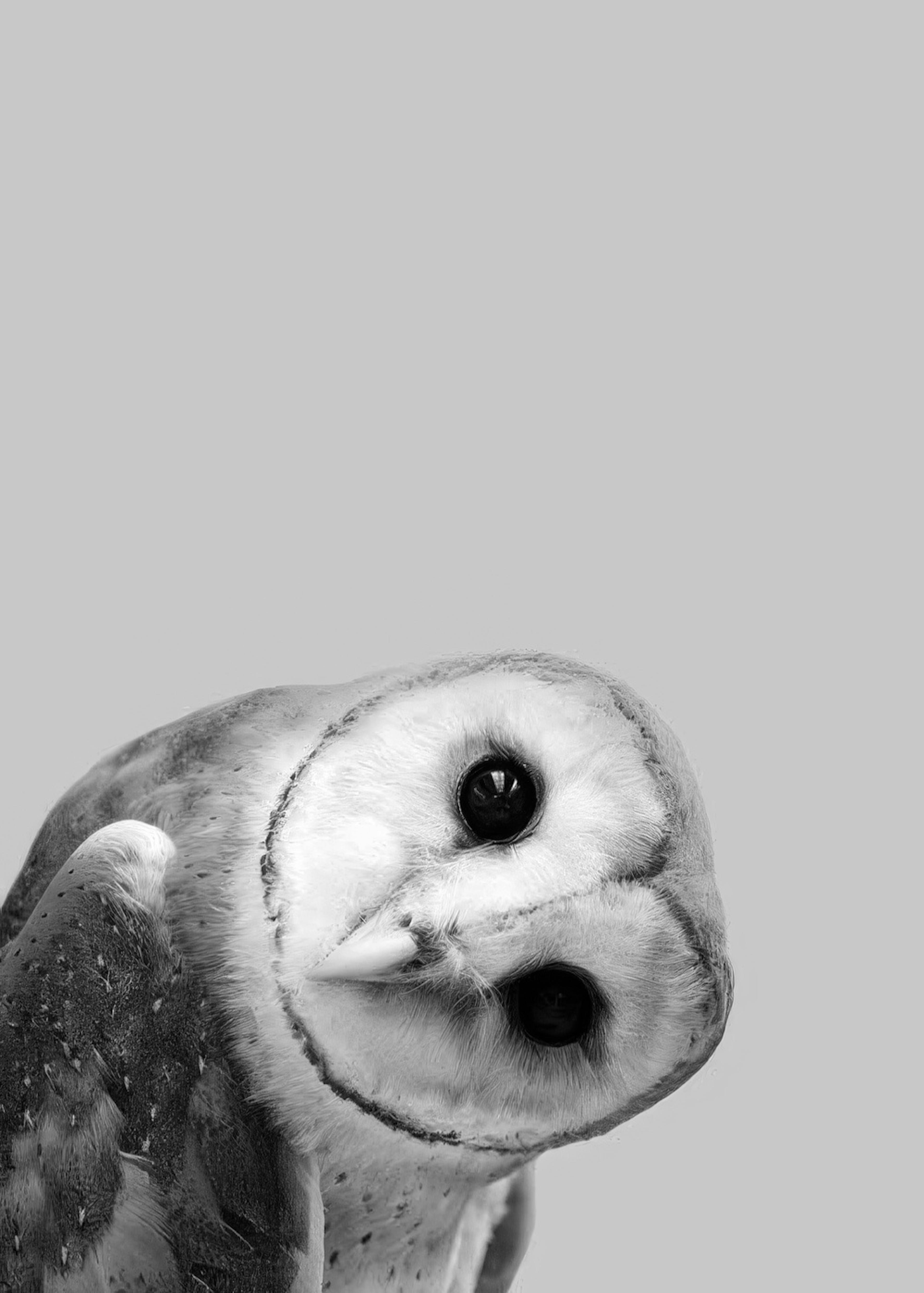 Owl Peekaboo 포스터 0