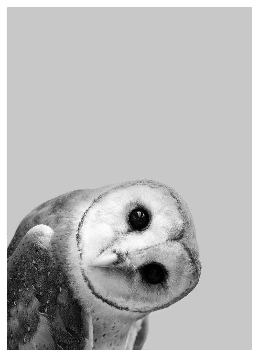 Prints - Owl Peekaboo Print (30x40 cm) - Kids wall art