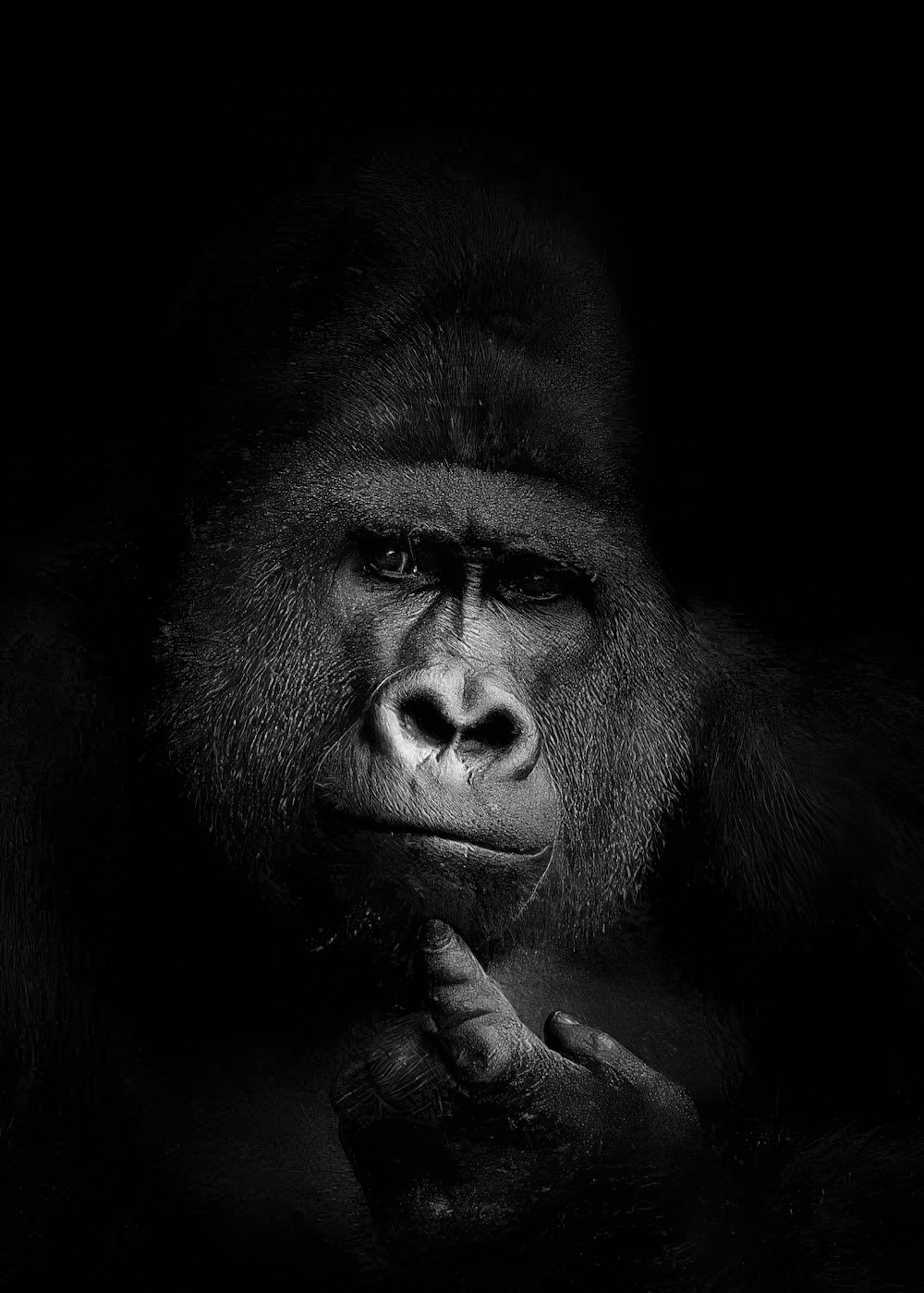 Gorilla B&W Poster 0
