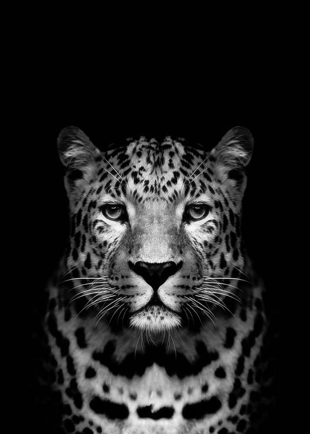 Leopard B&W Print 0