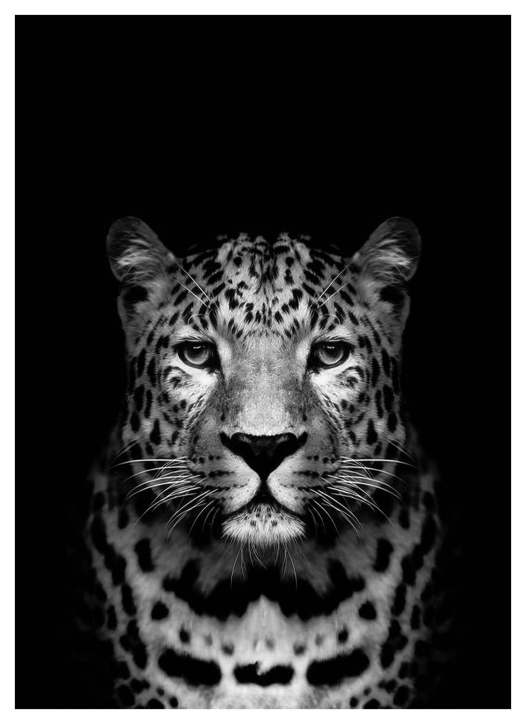 Leopard B&W Affiche (50x70 cm) - Affiches noir et blanc