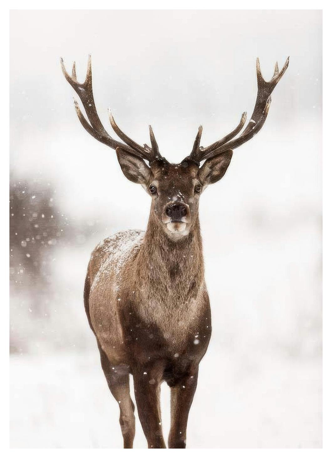 Prints - Deer Winter Landscape Print (50x70 cm) - Wild animals posters
