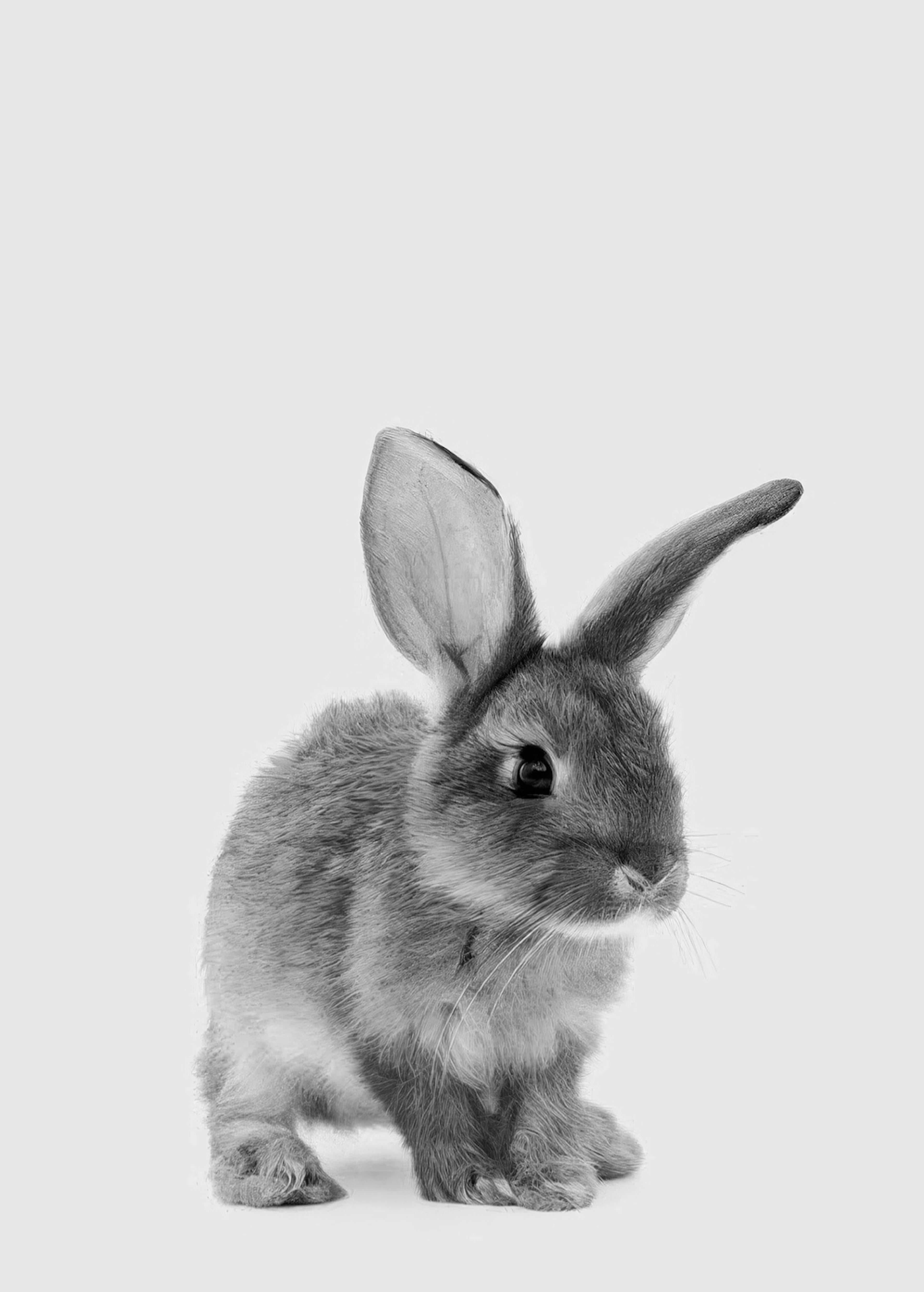 The Little Bunny Print 0
