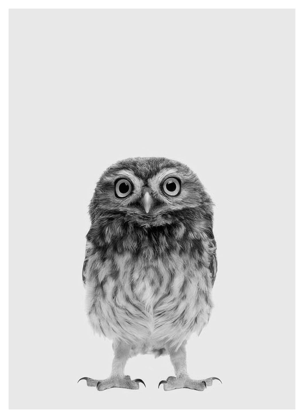 The Little Owl Poster (21x30 cm) - Kinderposters