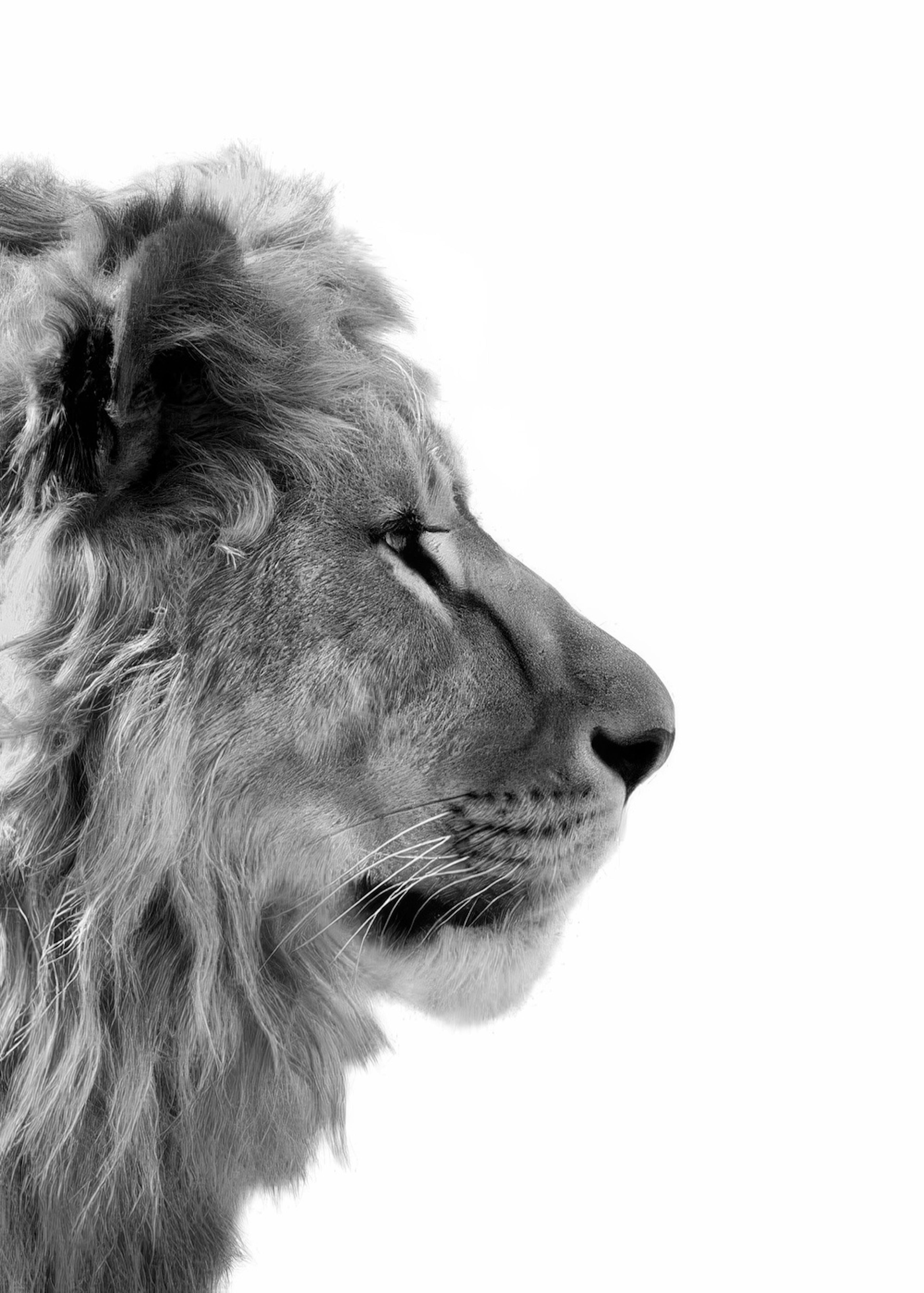 Lion From Side Poster 0