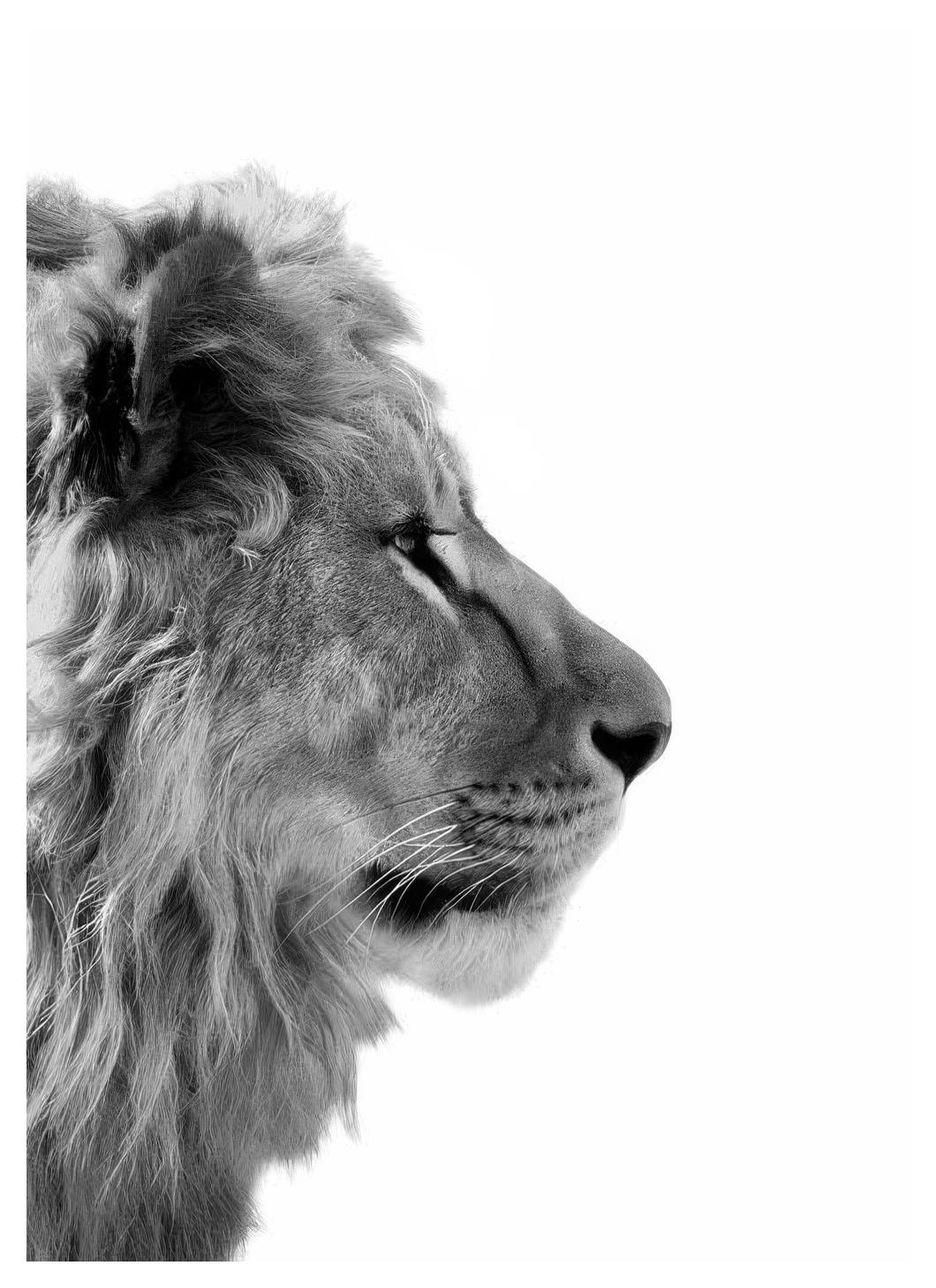 Lion From Side Affiche (70x100 cm) - Affiches noir et blanc
