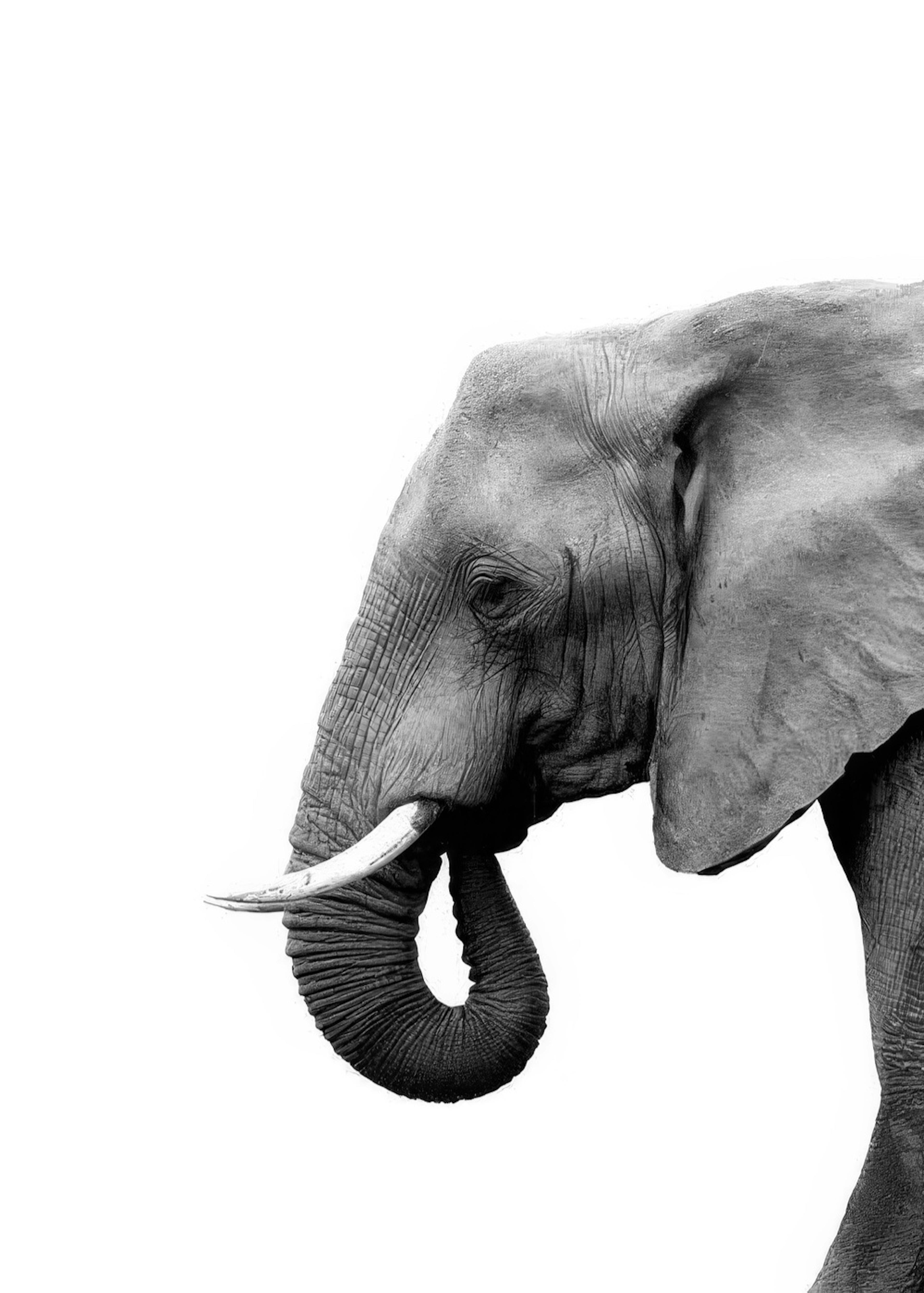 Elephant From Side Print 0