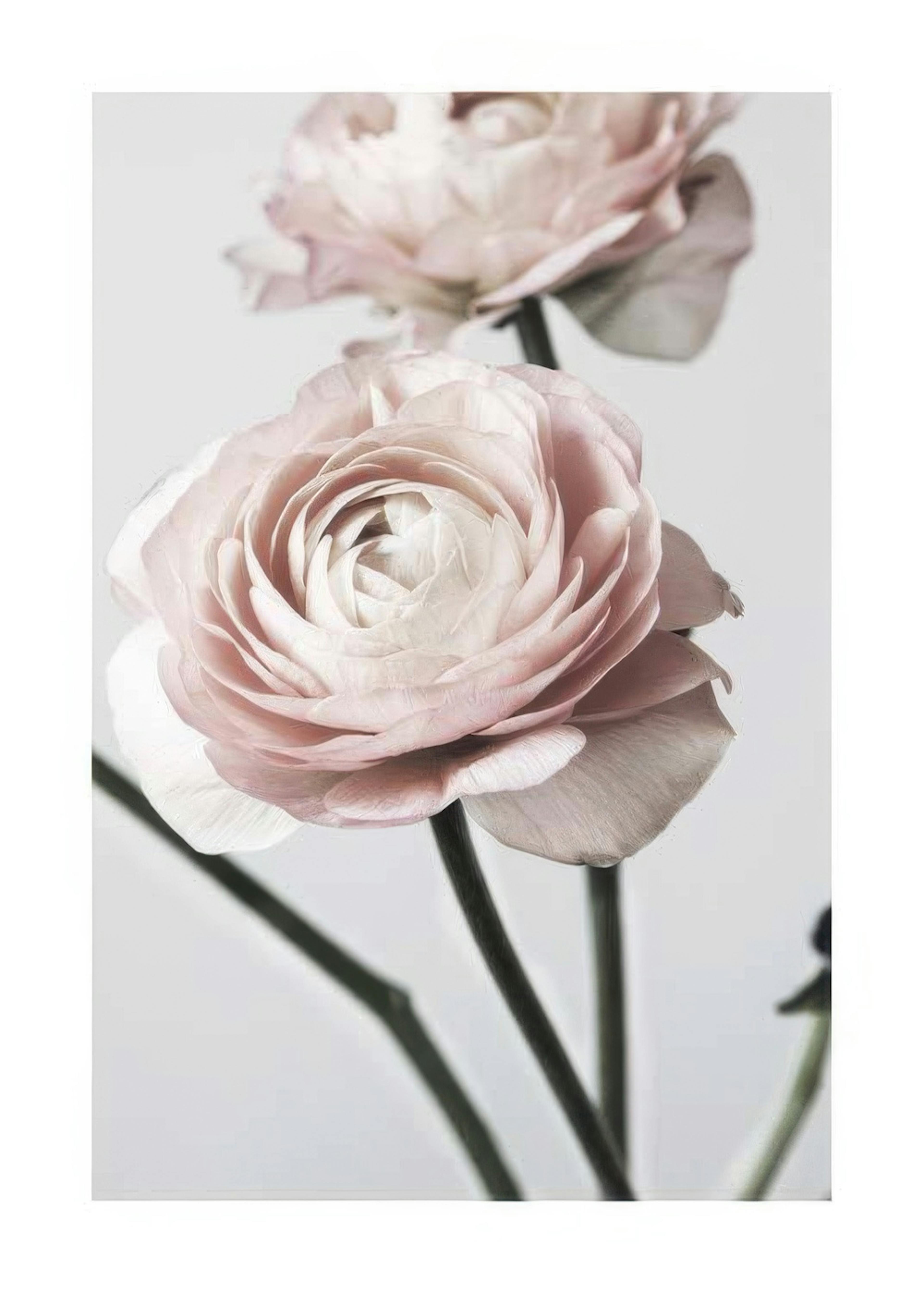 Pink Ranunculus One Poster 0