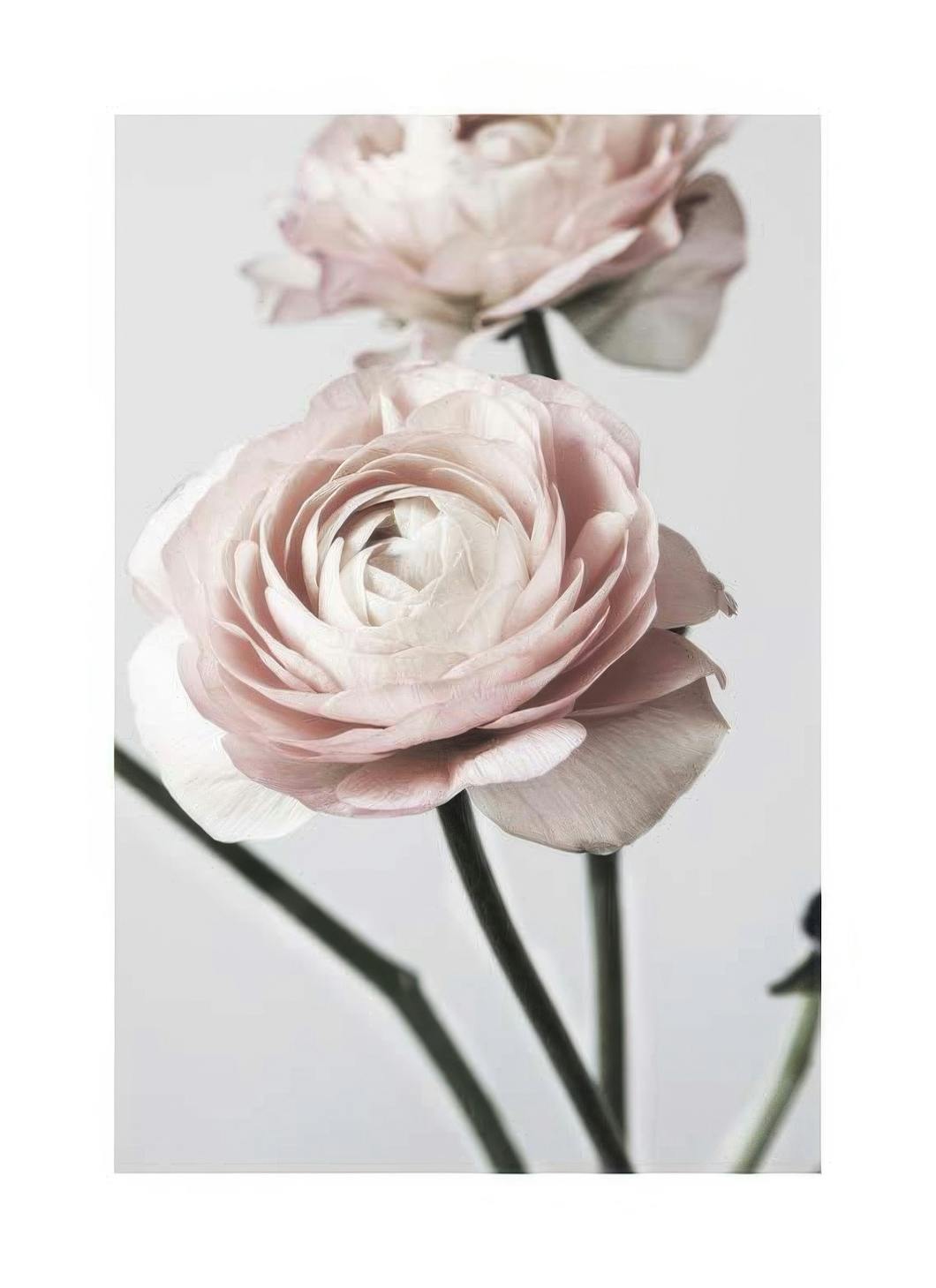 Pink Ranunculus One Plakat (50x70 cm)- Fotografia