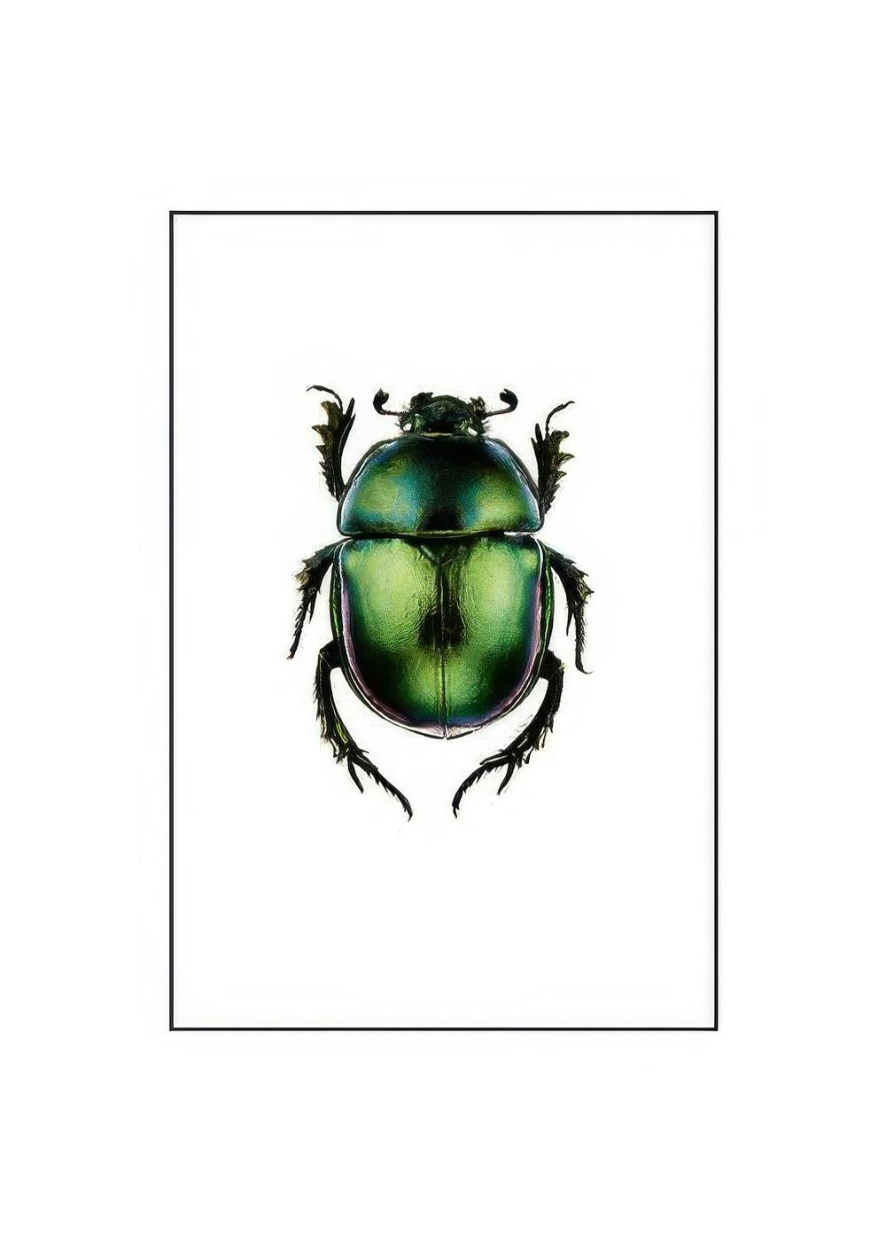 Green beetle insect poster with iridescent shell, black legs, and antennae, centered on a white background.