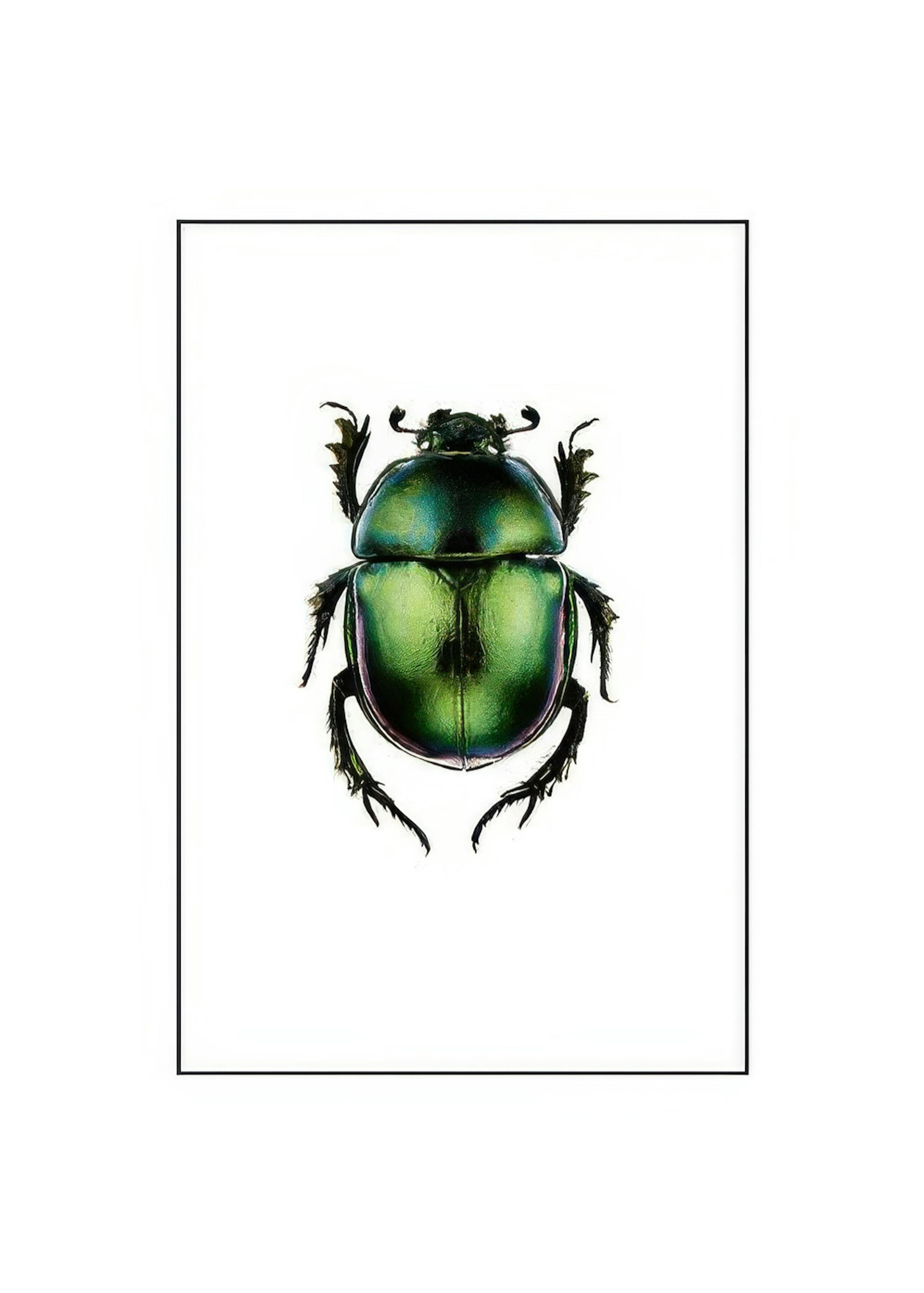 Beetle, Small 0