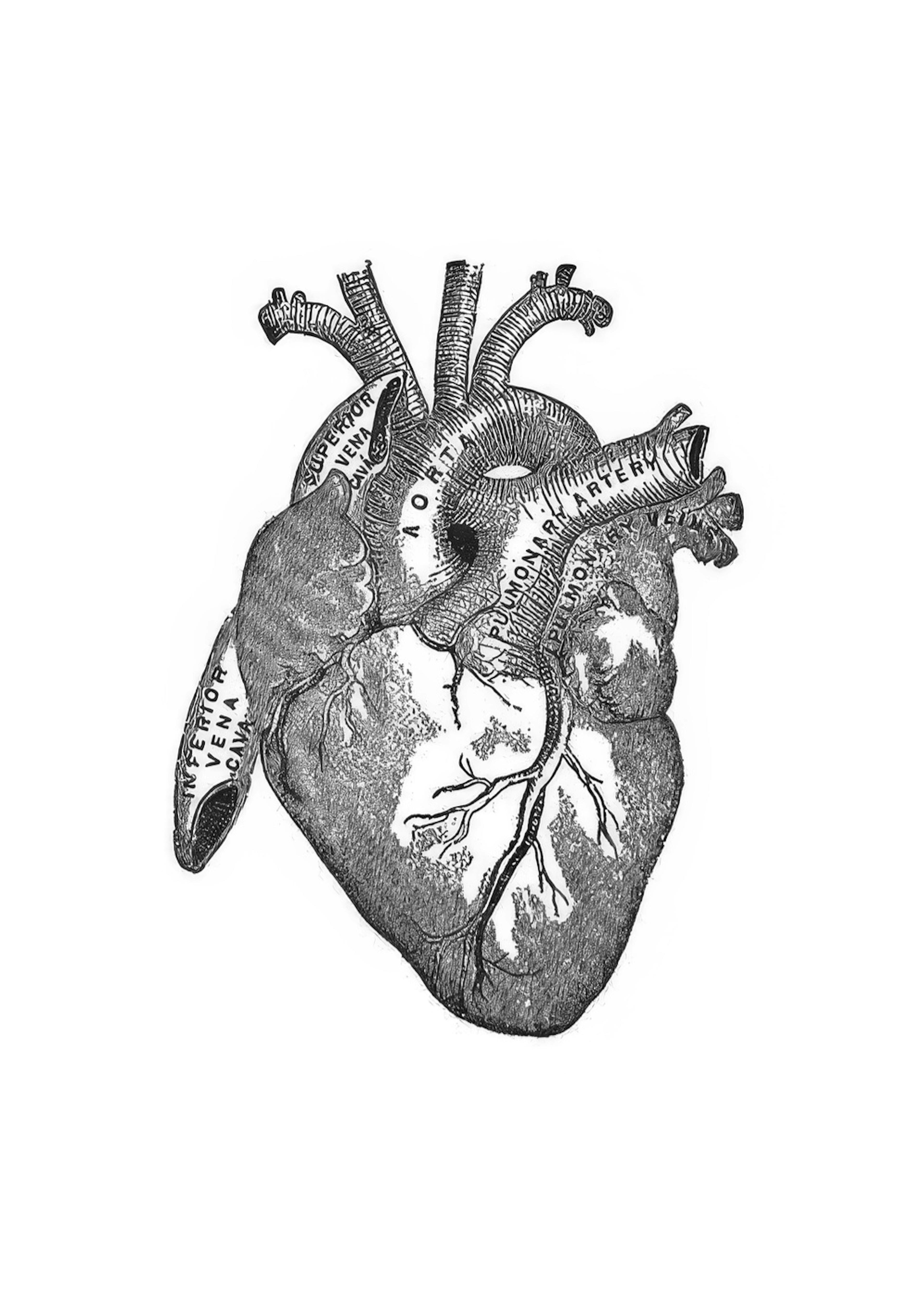 Heart Anatomy, Affischer 0