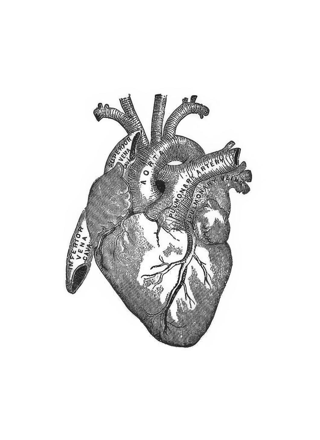 Heart Anatomy, Posters (30x40 cm) - Affiches noir et blanc