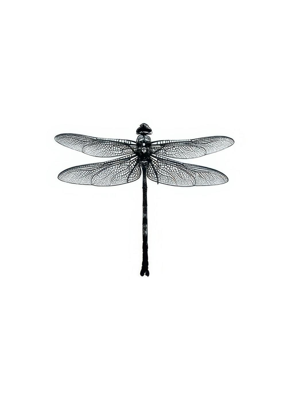 Dragonfly Black And White, Print 0