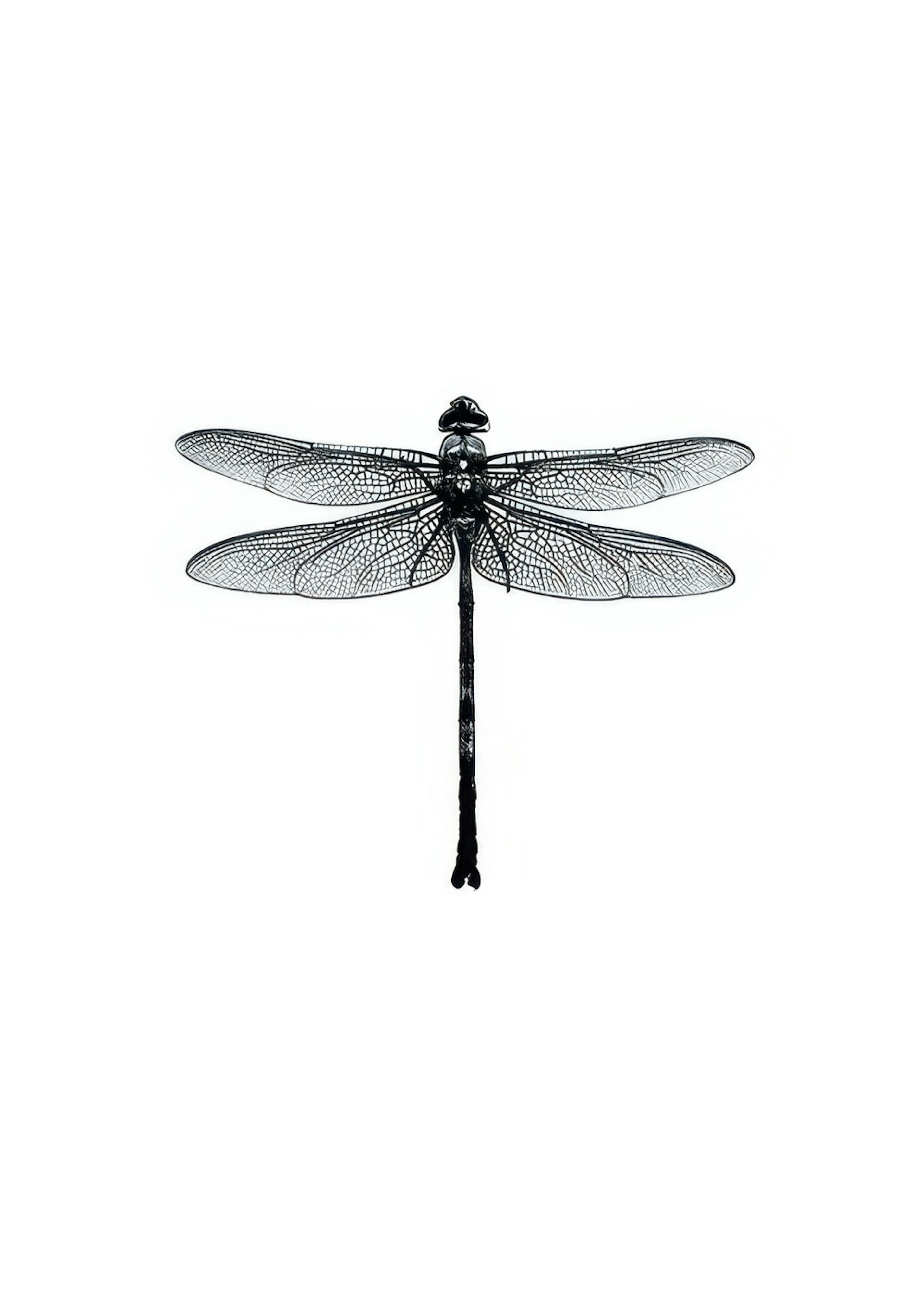 Dragonfly Black And White, Print 0