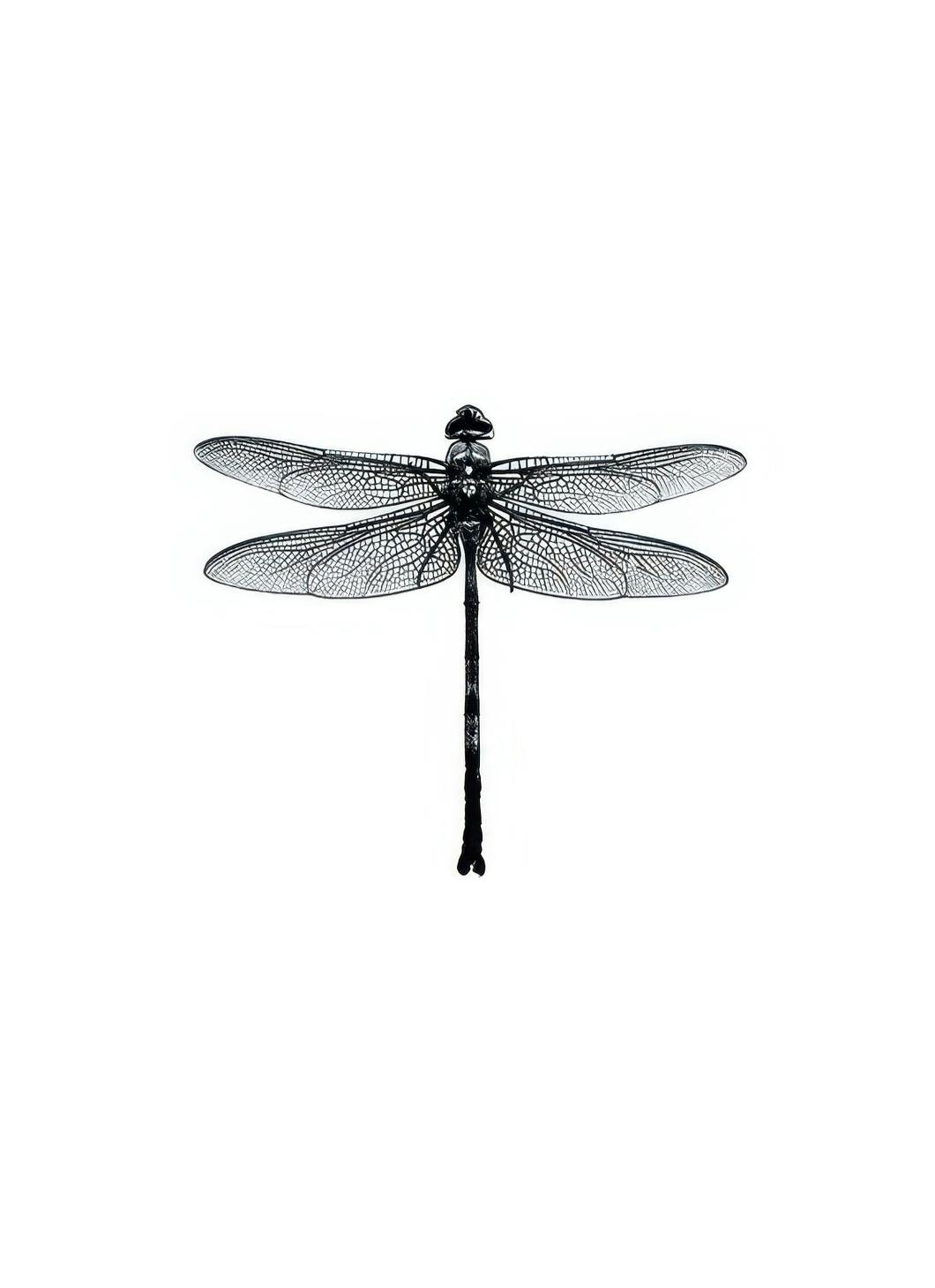 Dragonfly Black And White, Poster (30x40 cm) - Affiches noir et blanc