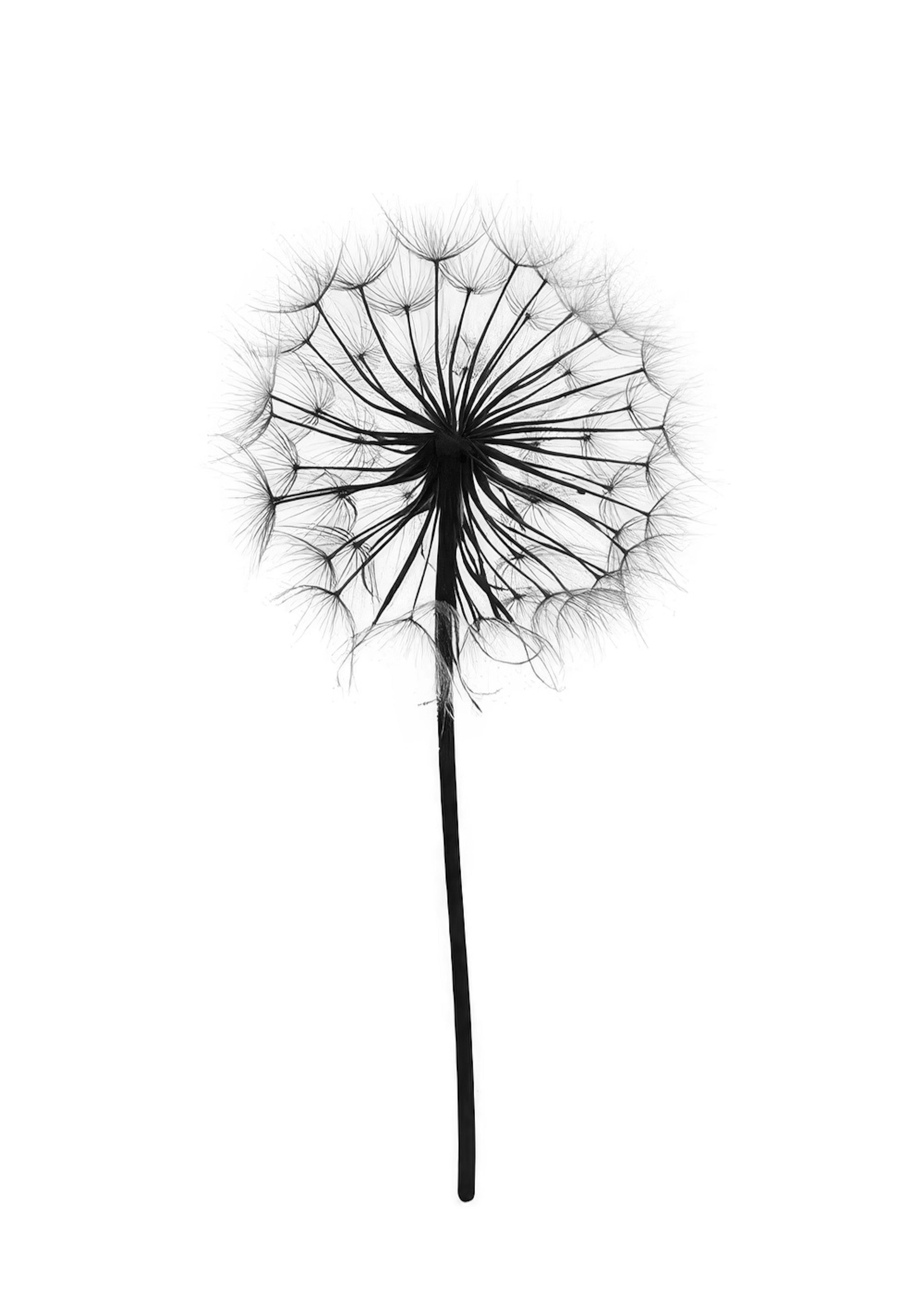 Dandelion, Print 0