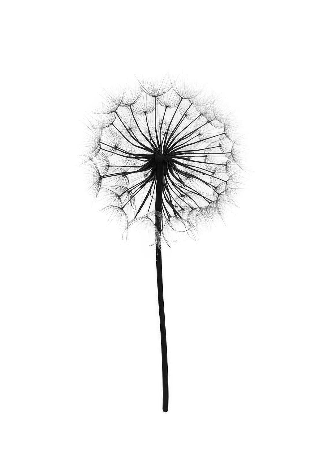 Dandelion Poster (40x50 cm)