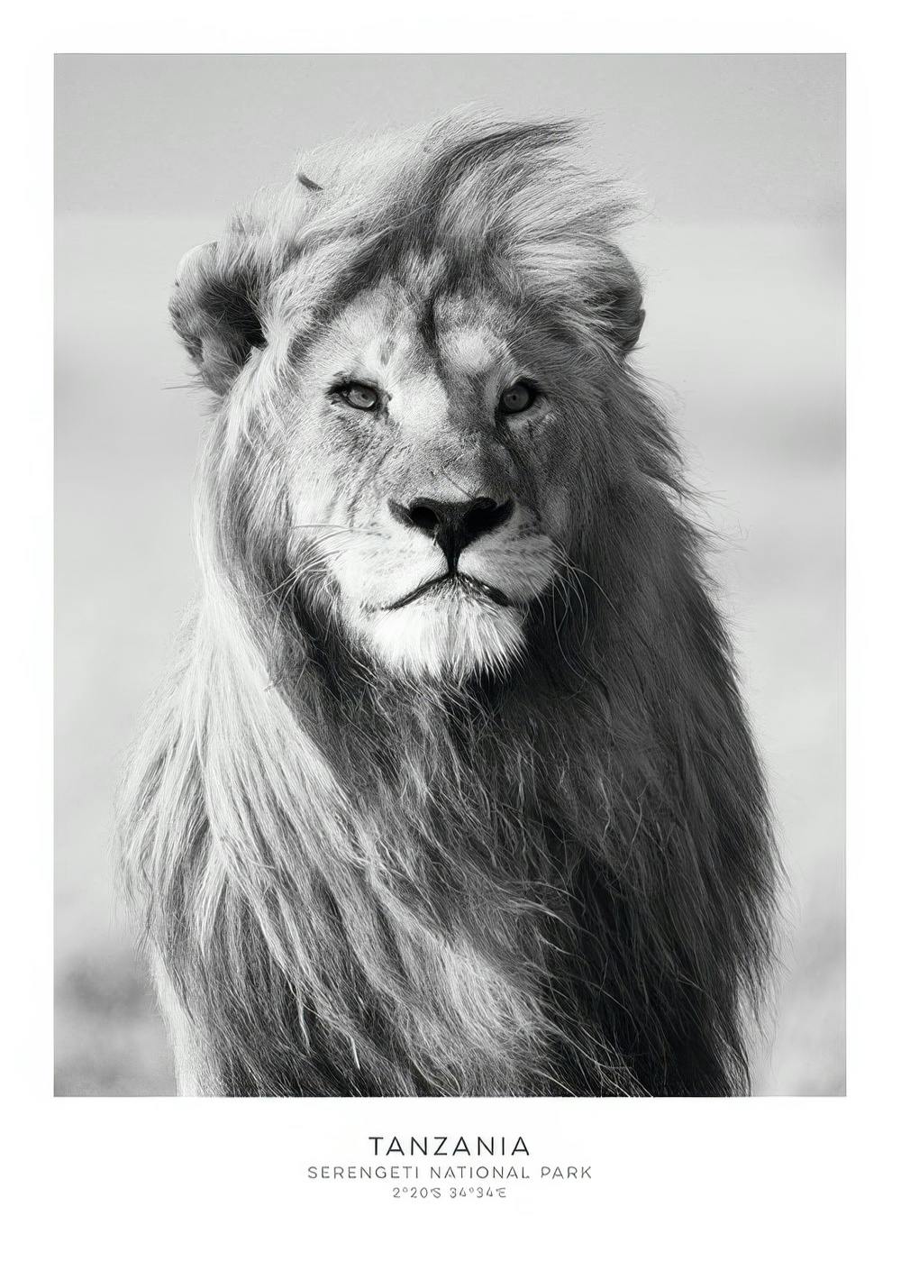 Lion, Posters 0