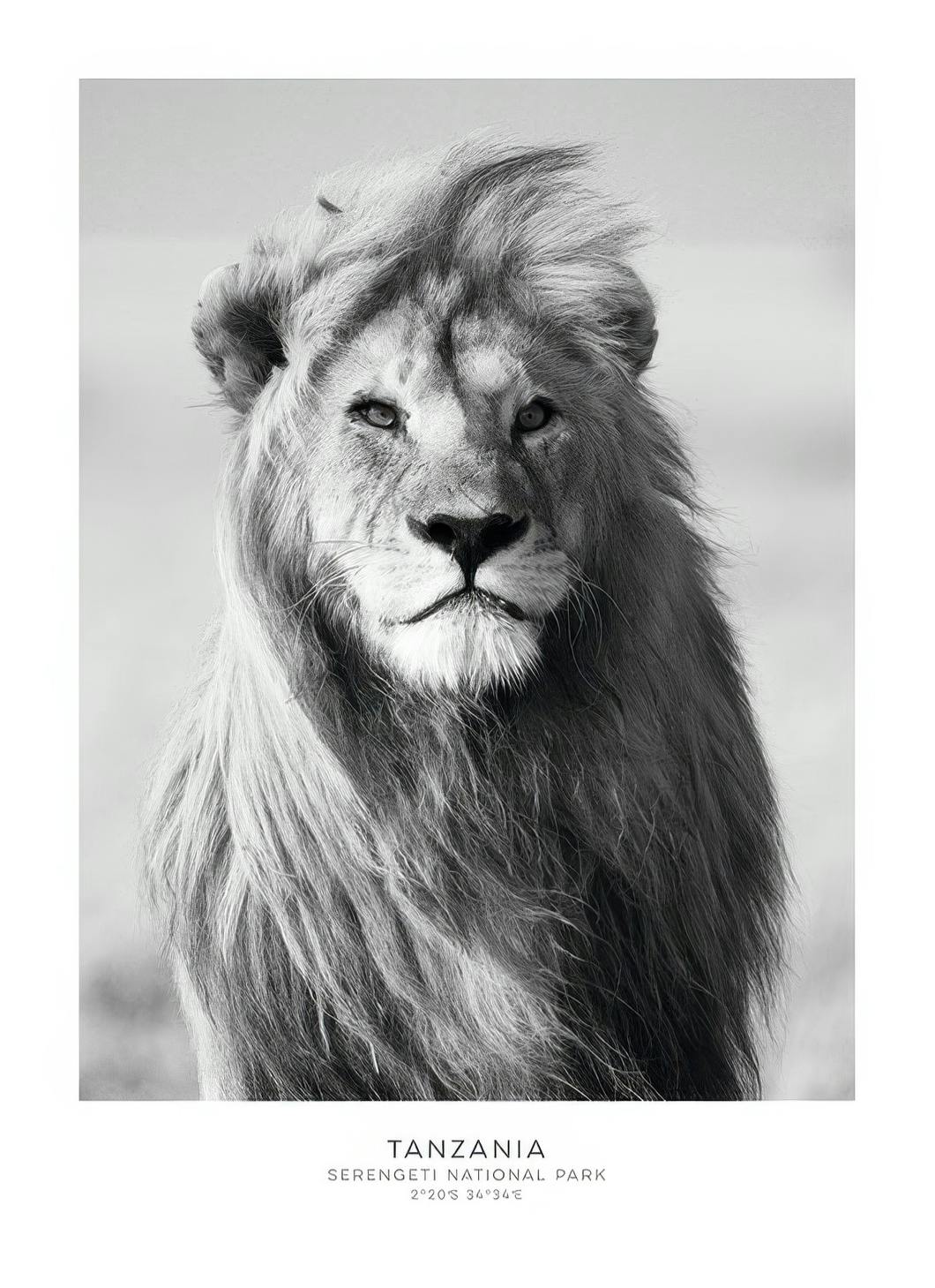 Lion Poster (50x70 cm)