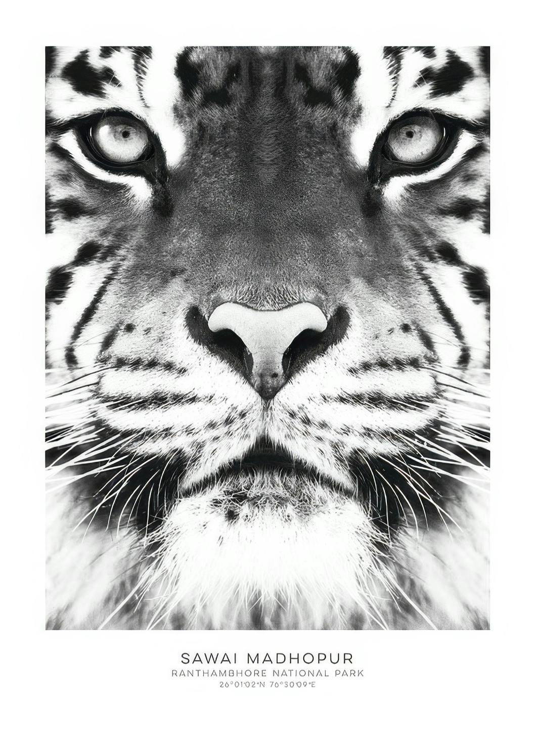 Tiger, Posters (50x70 cm) - Zwart wit posters