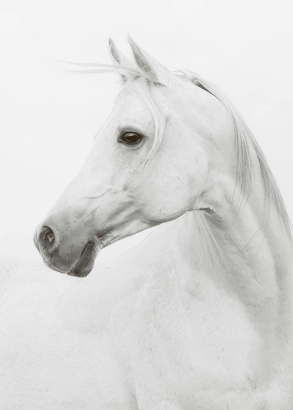 Horse, Print 0