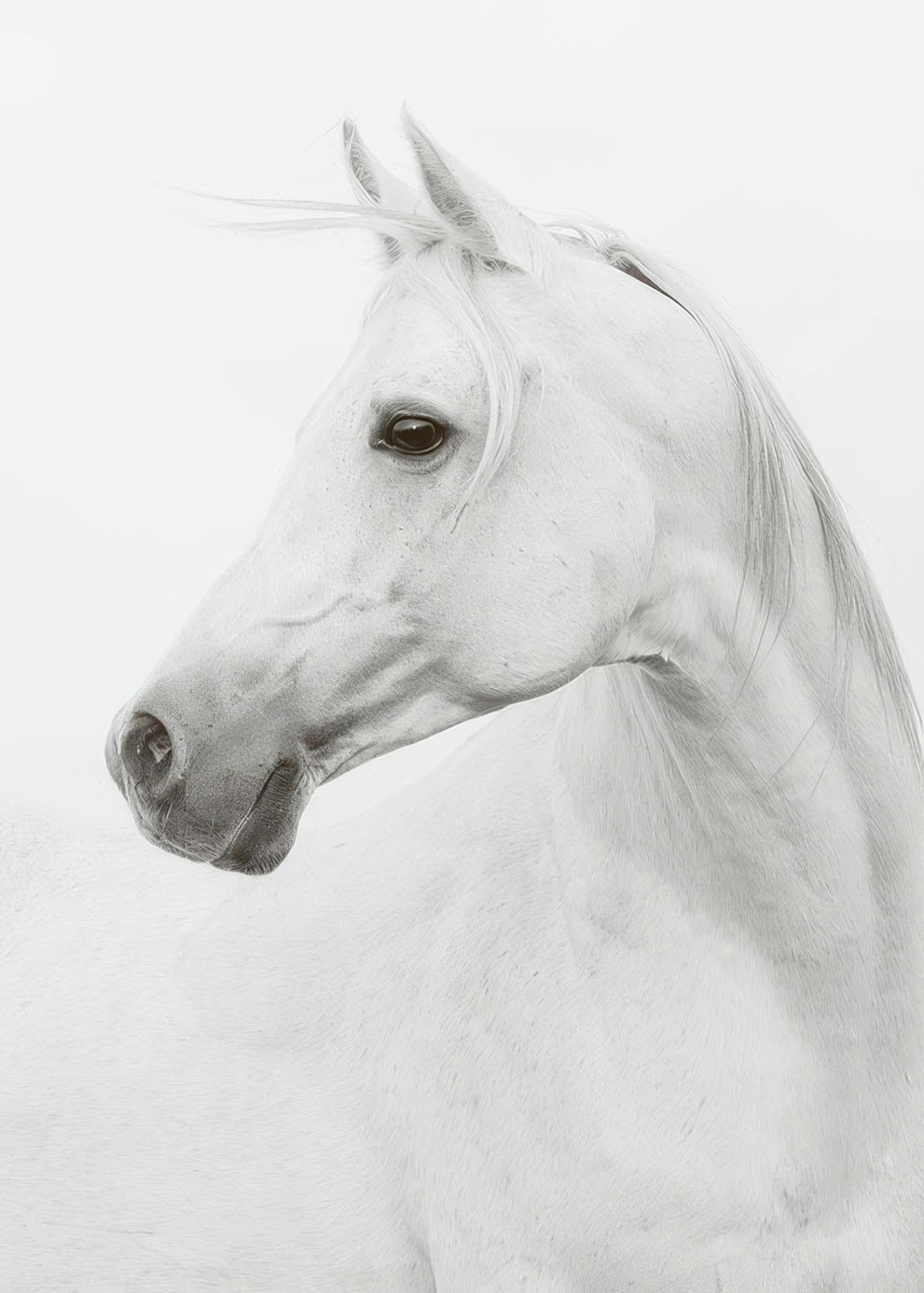 Horse Poster 0