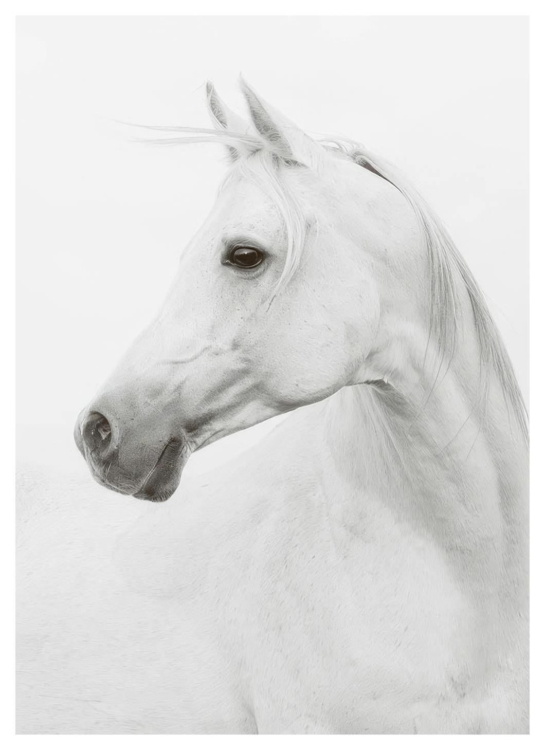Horse, Posters (30x40 cm) - Zwart wit posters