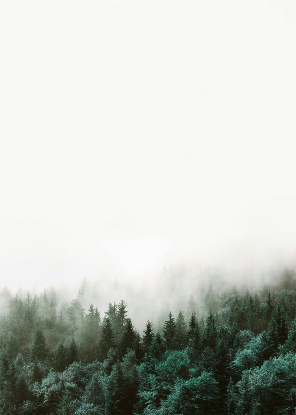 Forest, Prints 0