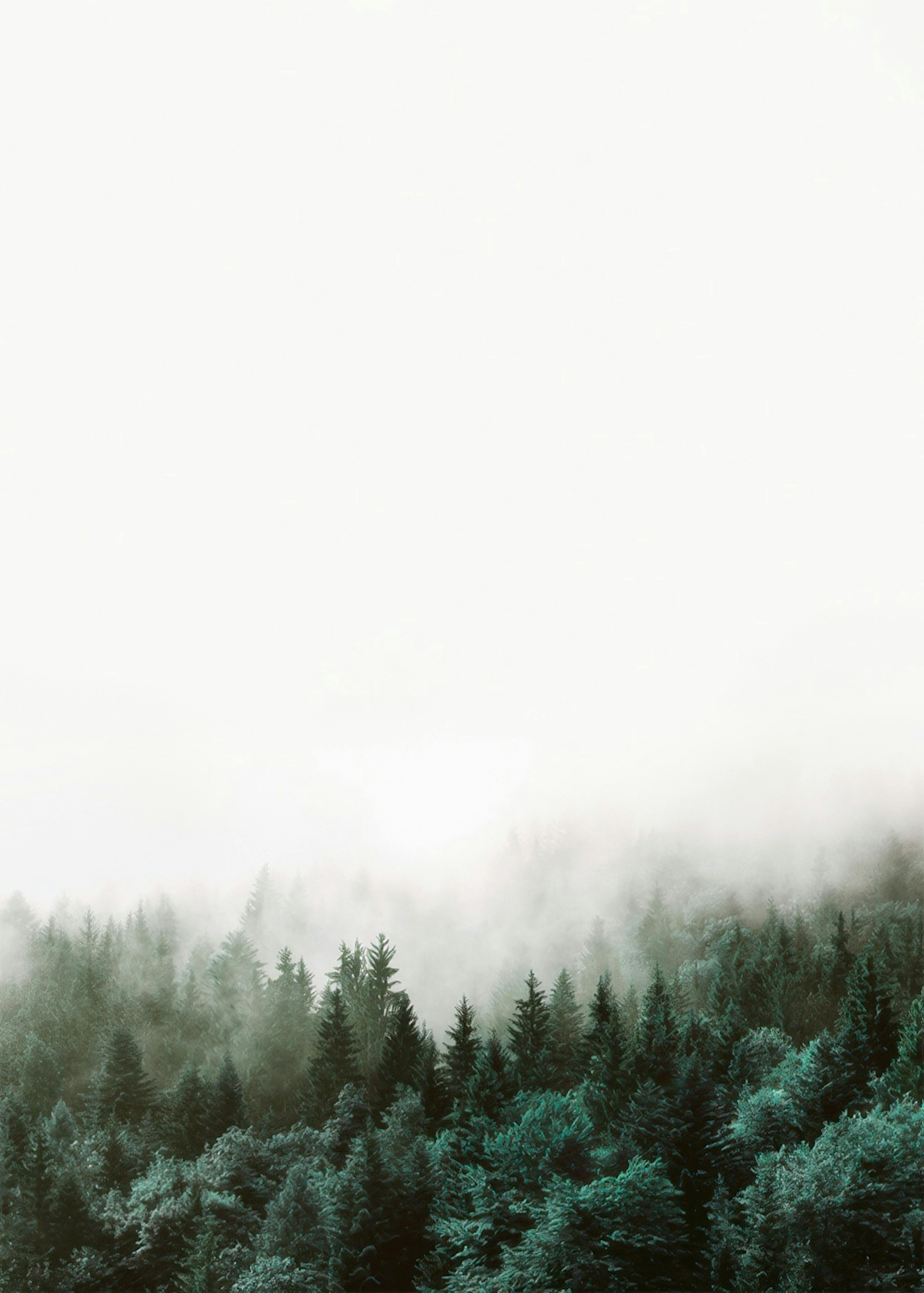 Forest, Affiches 0