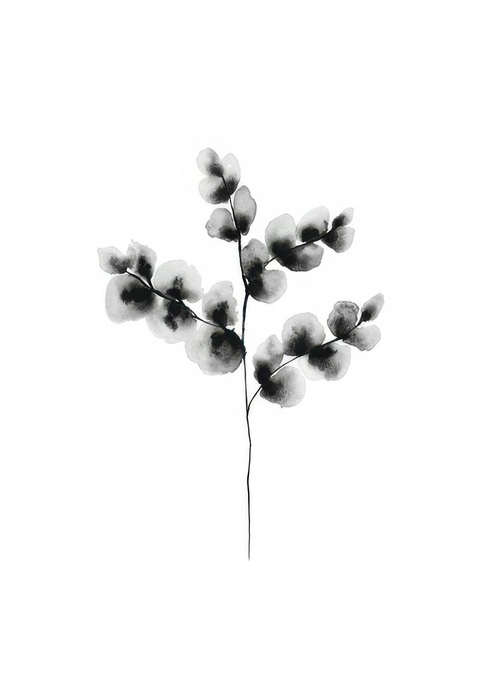 Cotton Plant, Plakat 0