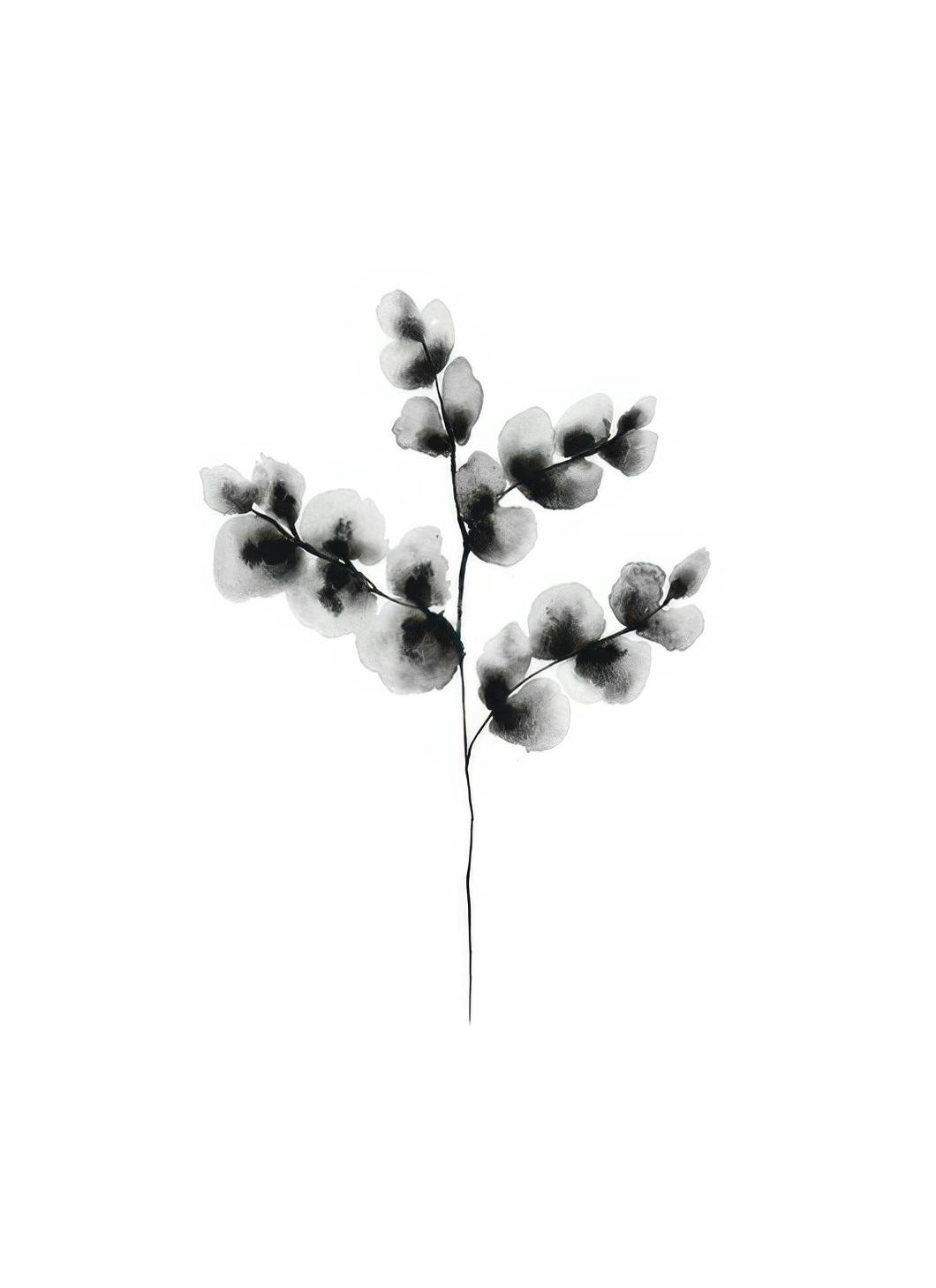 Prints - Cotton Plant, Print (13x18 cm) - Art prints