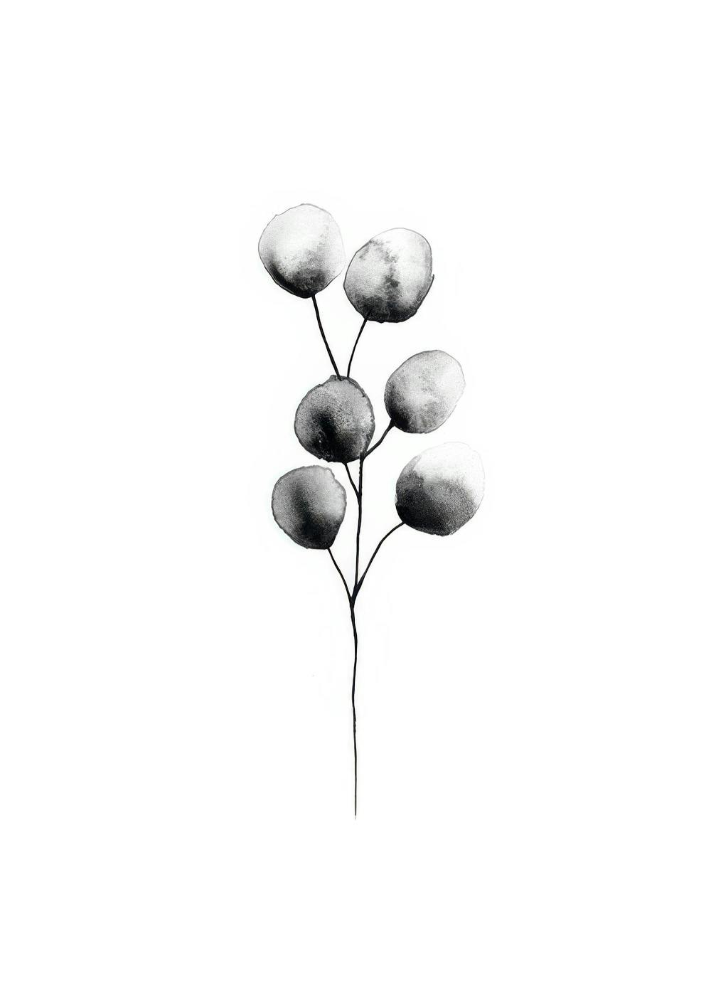 Eucalyptus Plant Black, Posters 0