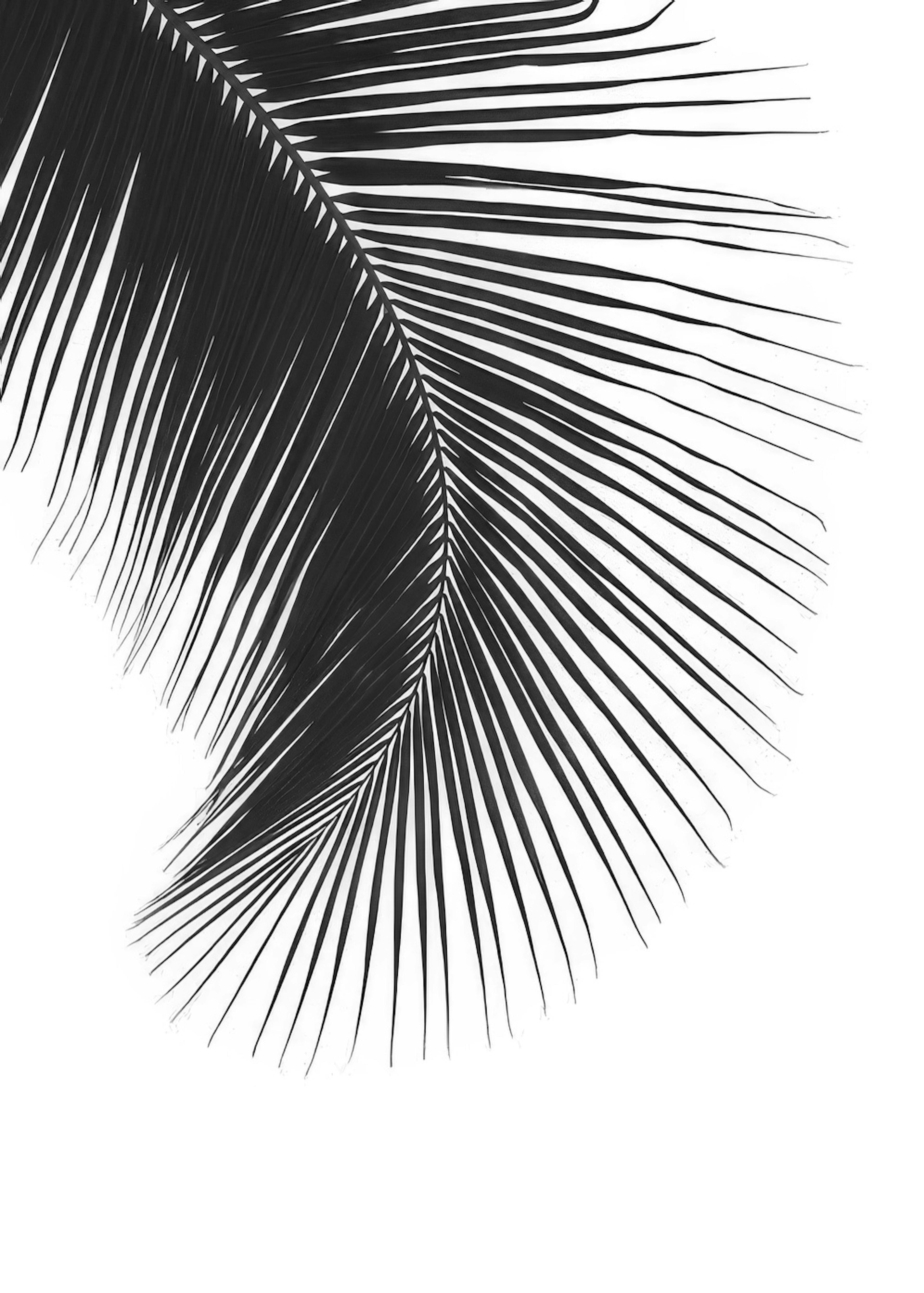 Black Palm Leaf Poster 0