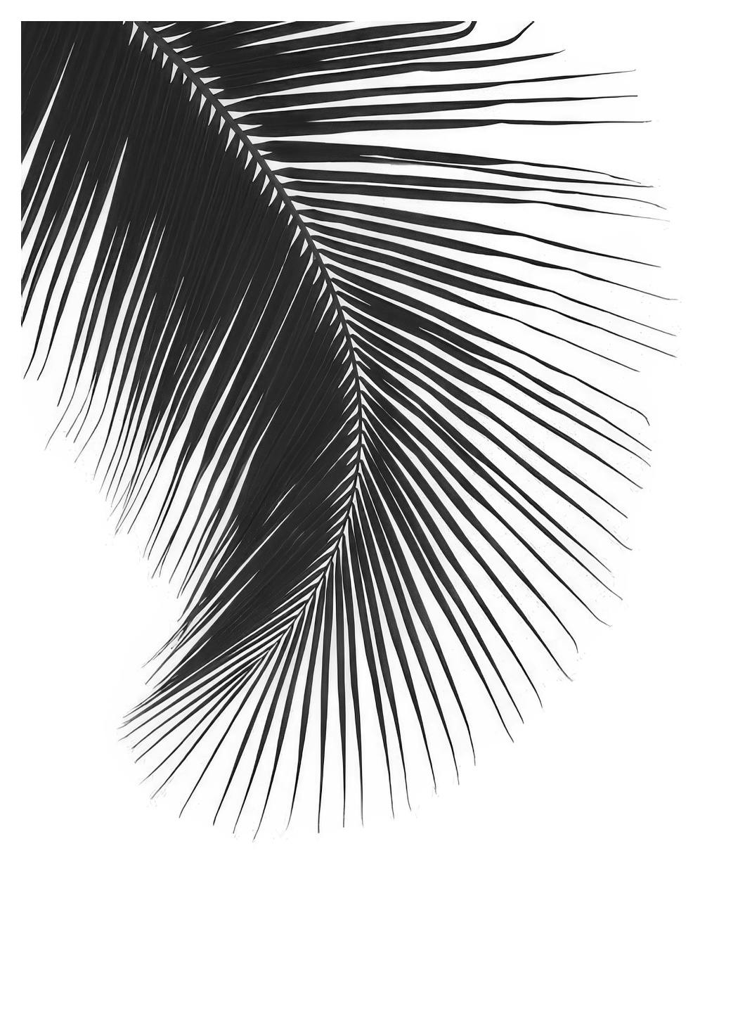 Black Palm Leaf, Posters (13x18 cm) - Zwart wit posters